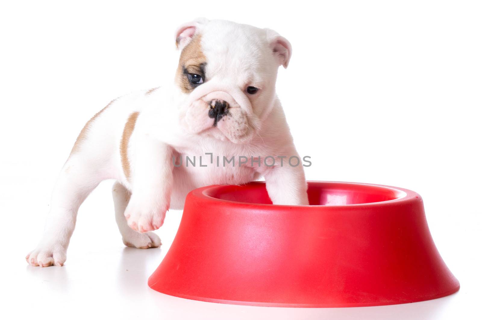 hungry puppy - bulldog standing inside a dog food dish on white background