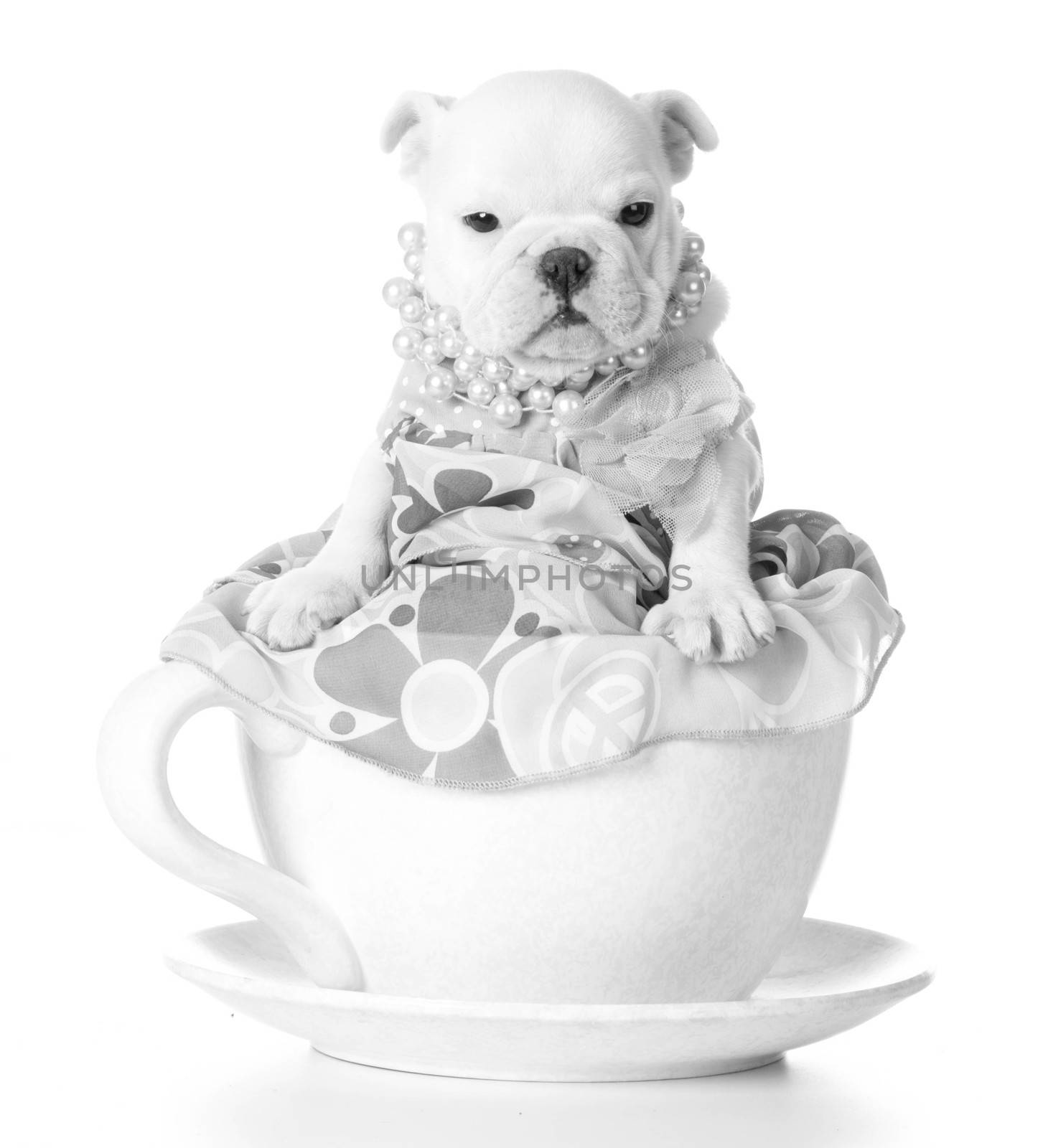 female puppy - bulldog sitting inside a teacup on white background - 7 weeks old