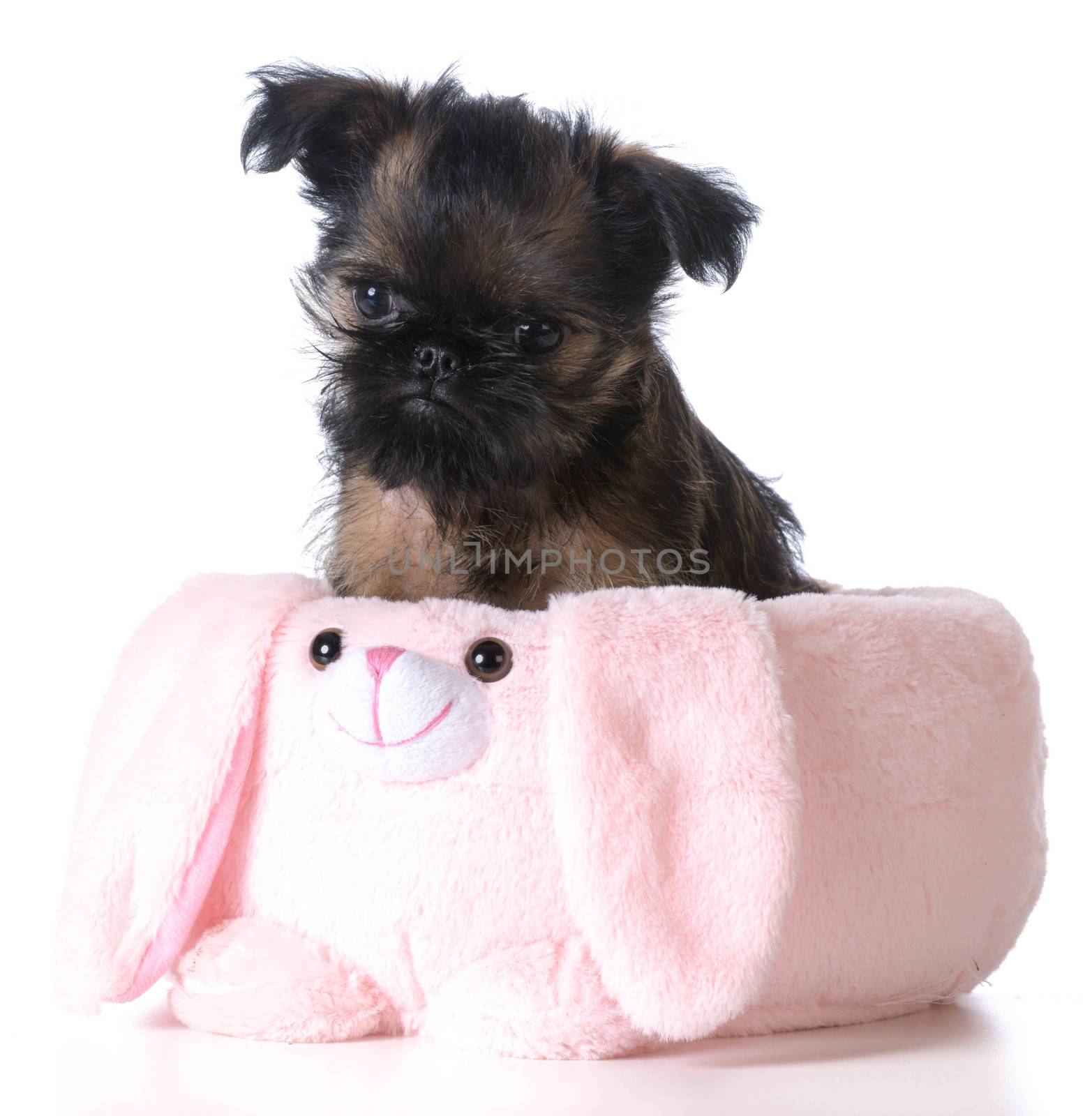 easter puppy - brussels griffon sitting inside an pink easter basket
