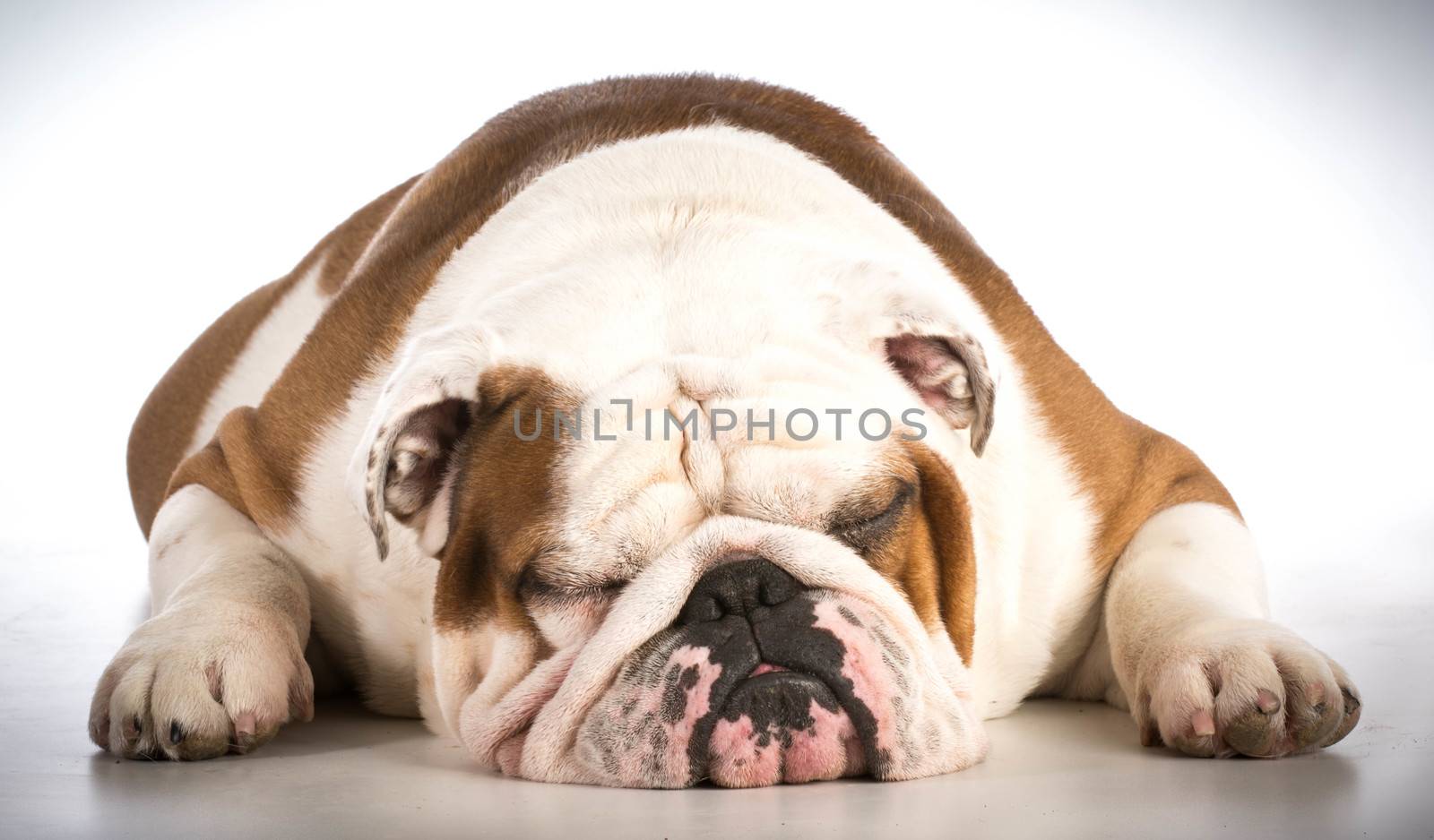 sleeping dog - bulldog male 6 years old