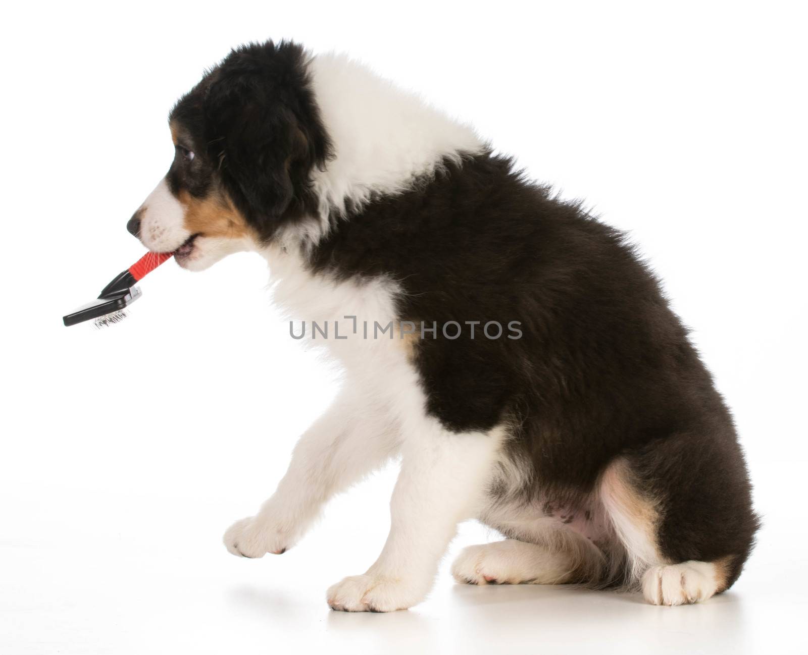 dog grooming - australian shepherd walking away with brush in mouth