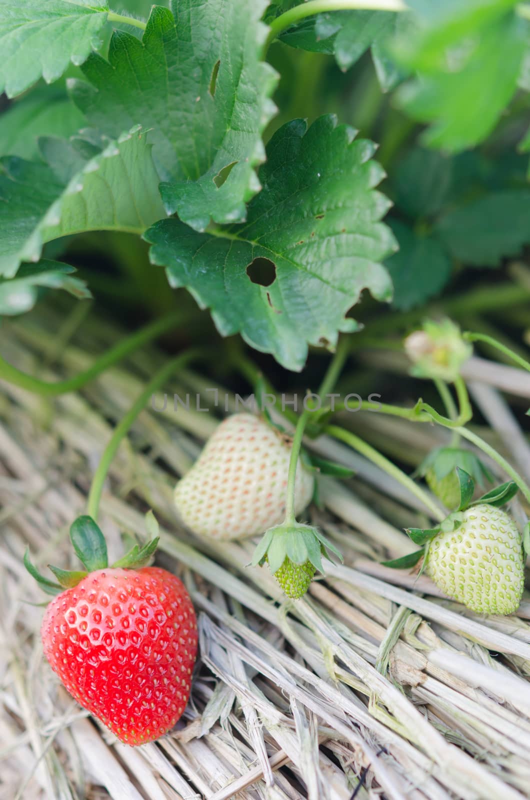 Strawberry plants already ripe to harvest