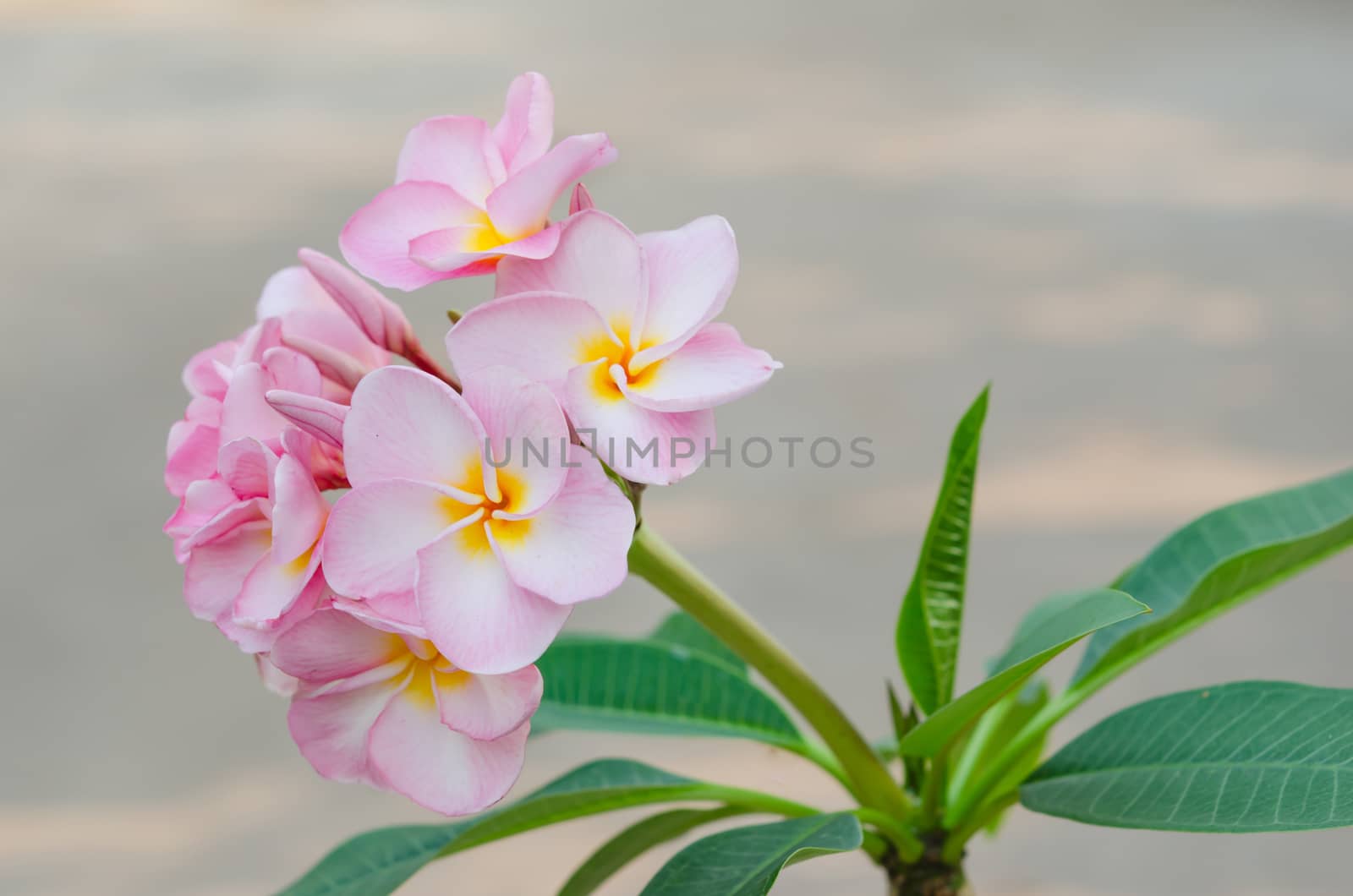 Bunch of pink Frangipani, Frangipanni,  or plumeria tropical flowers