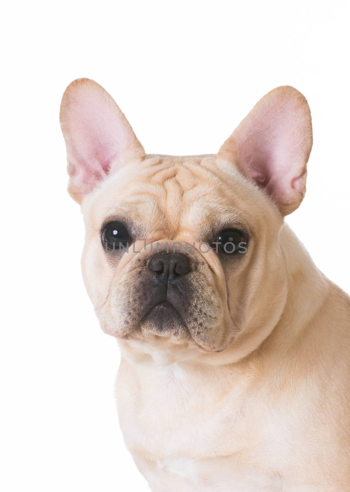 french bulldog by willeecole123