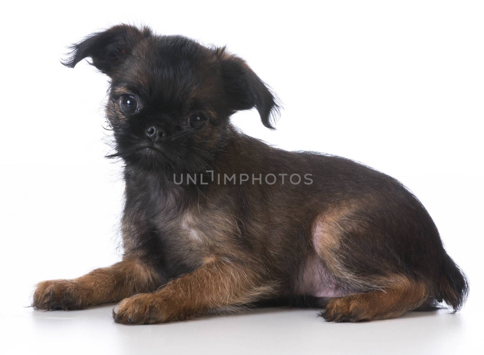 cute puppy - brussels griffon laying down - 8 weeks old