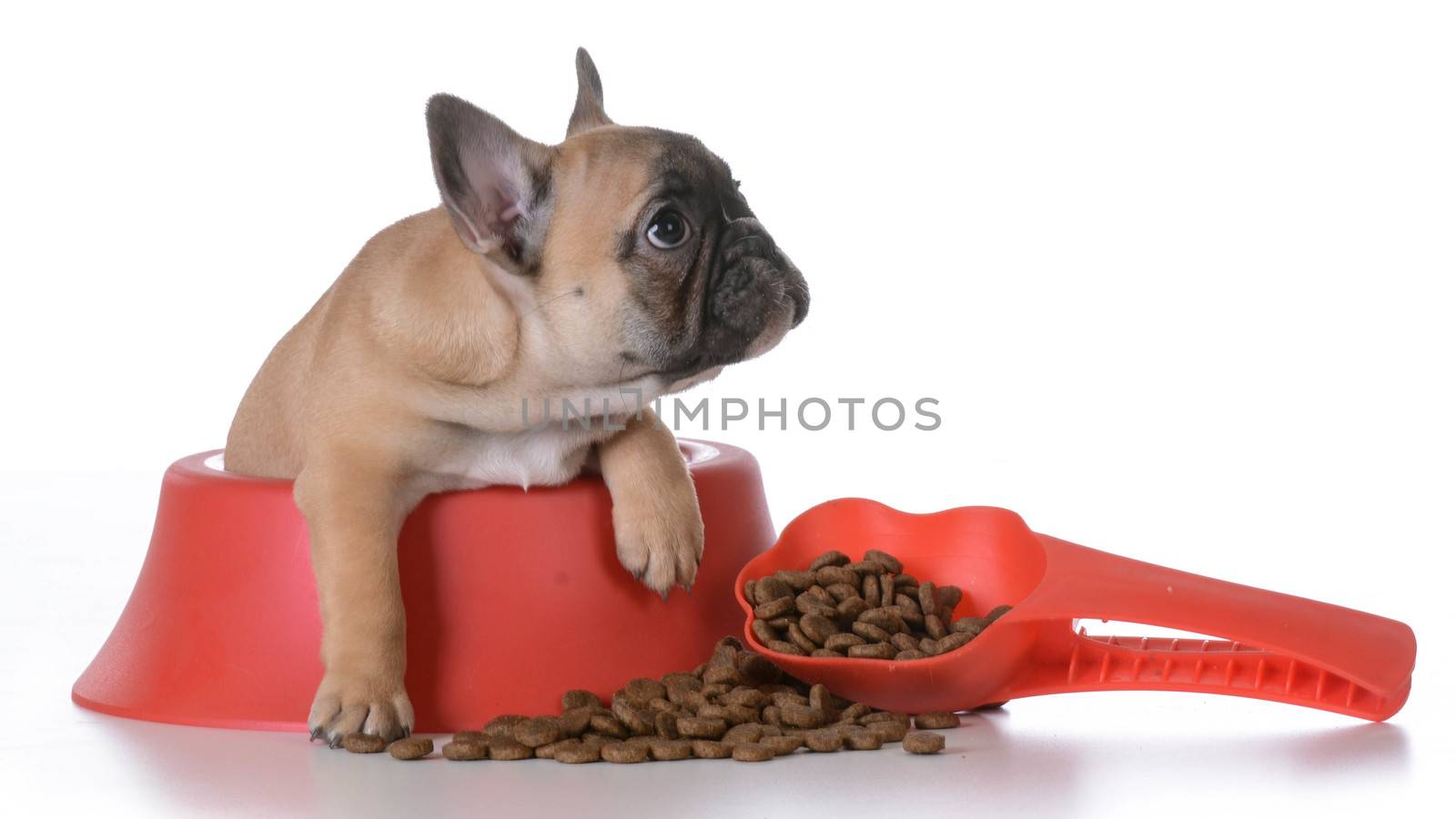 puppy nutrition by willeecole123