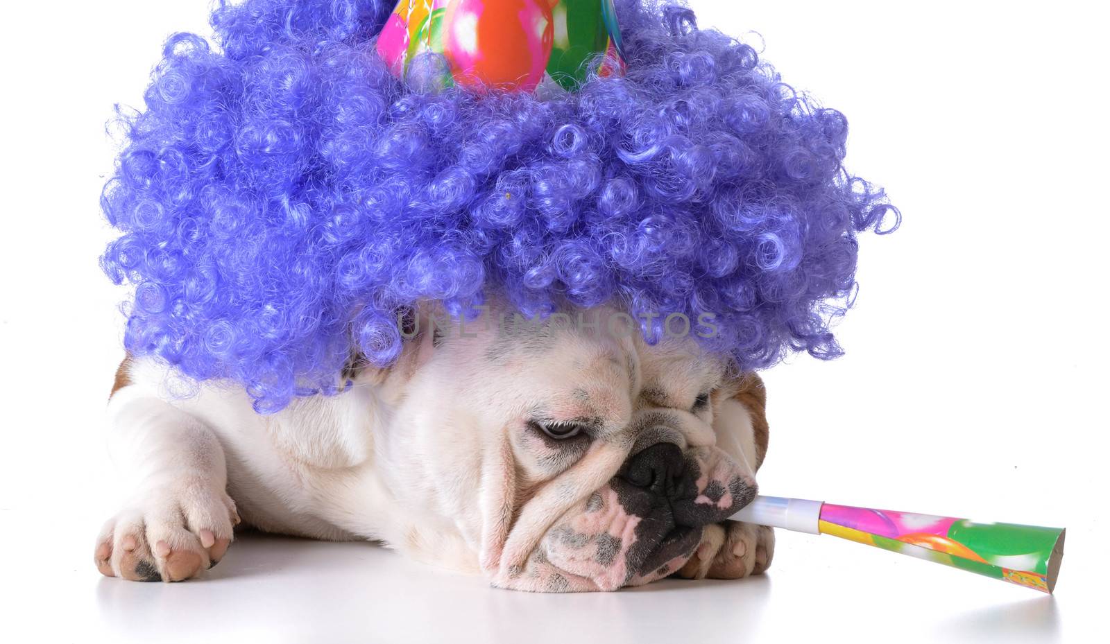 birthday dog - bulldog humanized as female with wig and hat blowing on horn