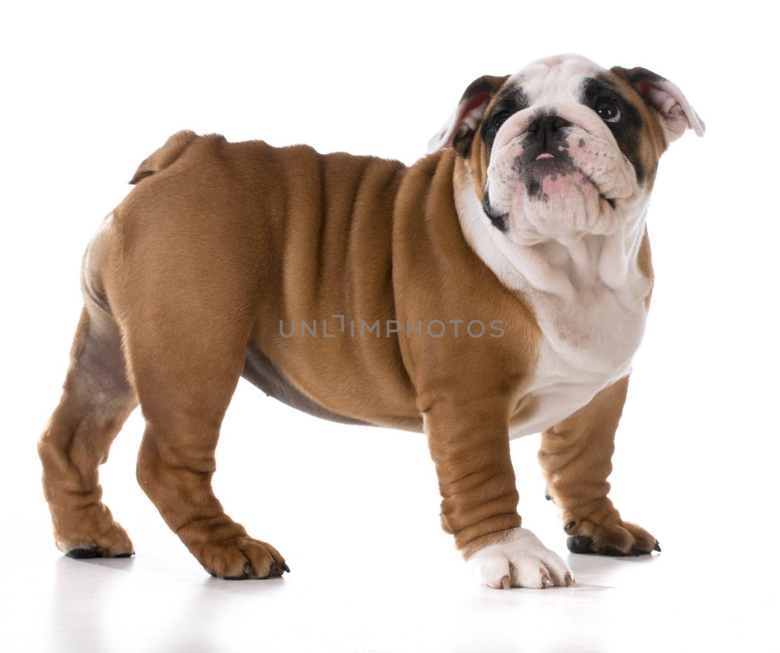 cute puppy standing looking up on white background - bulldog three months old