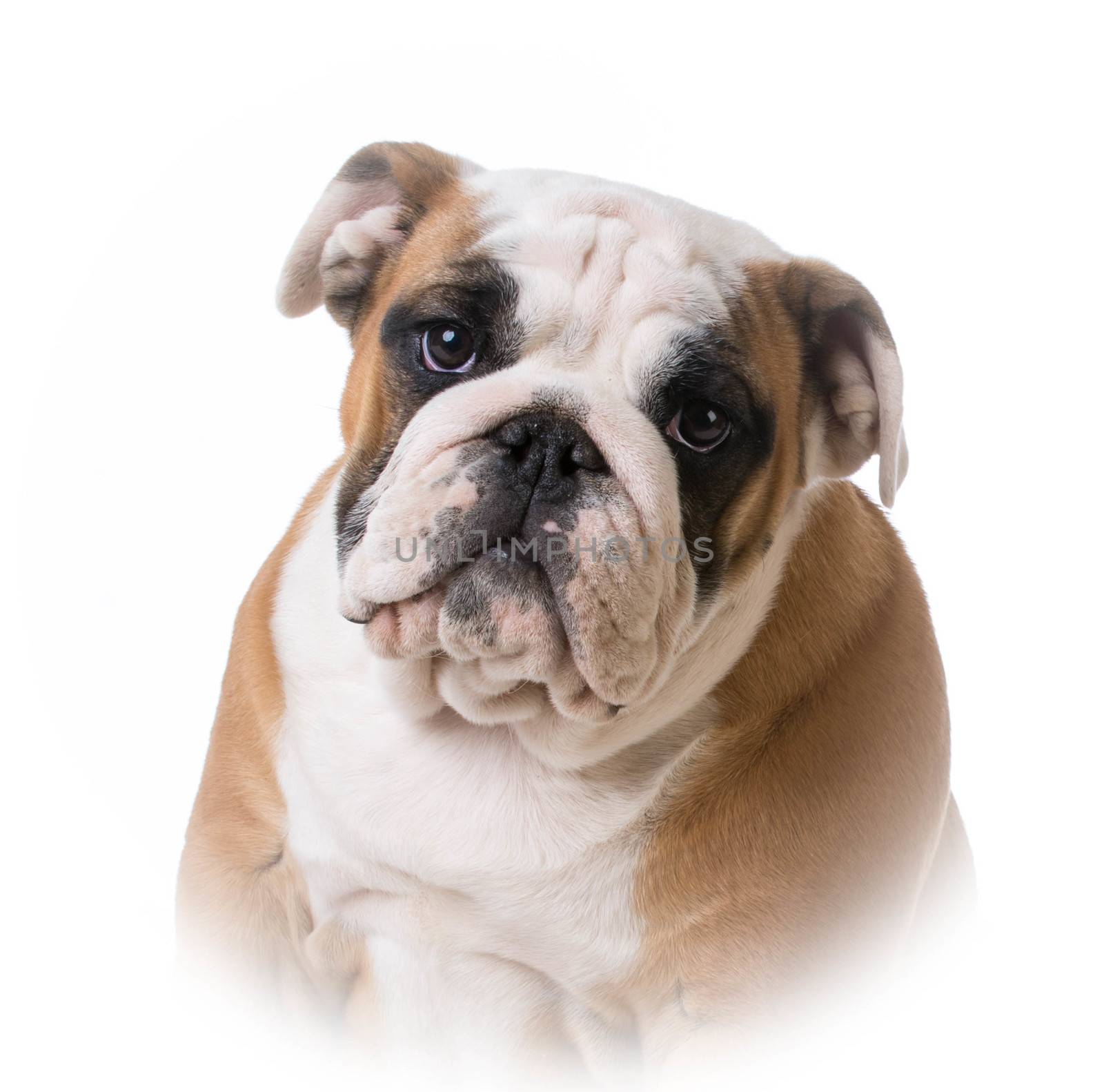 bulldog puppy portrait by willeecole123