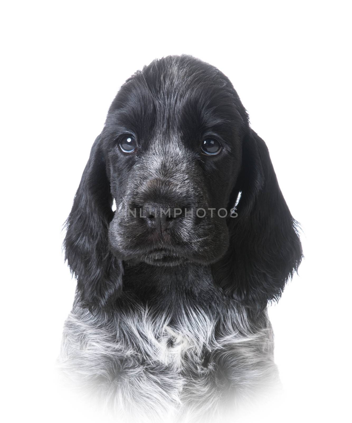cute puppy - english cocker spaniel portrait