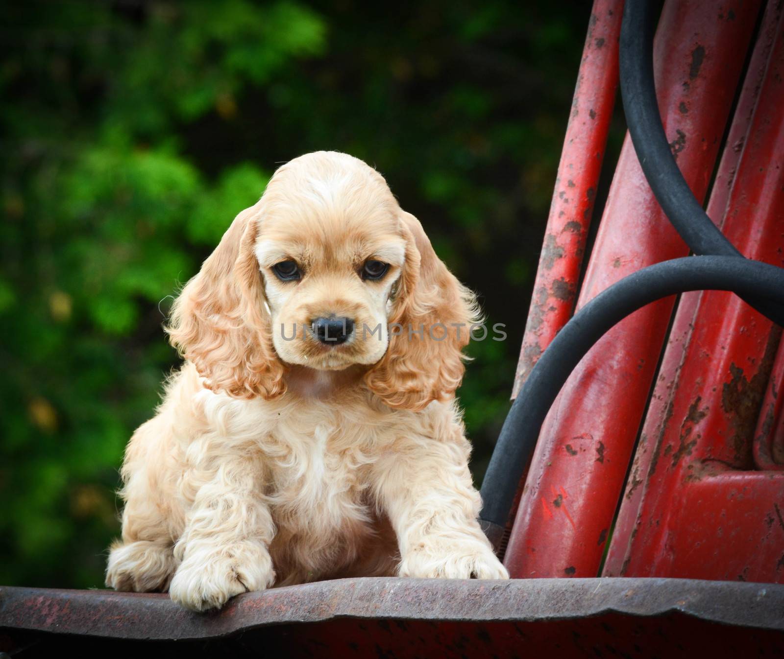 cute puppy sitting on rusty tractor - american cocker spaniel
