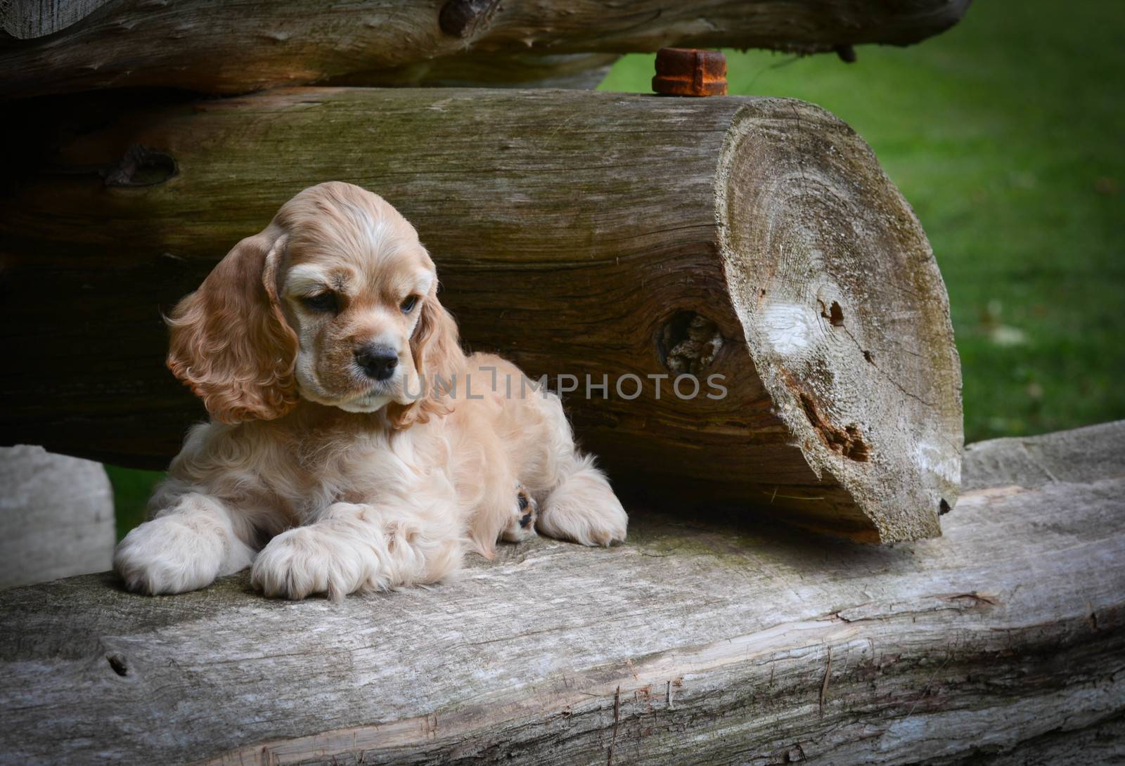 cute puppy - american cocker spaniel puppy laying on a rustic wooden log