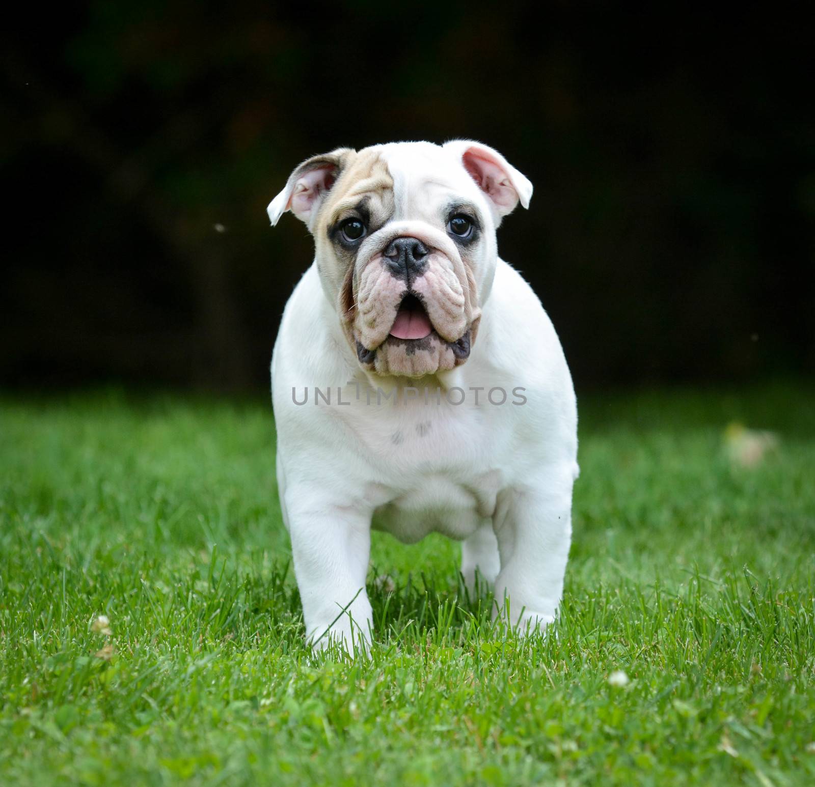 surprised puppy standing in the grass looking at viewer - bulldog