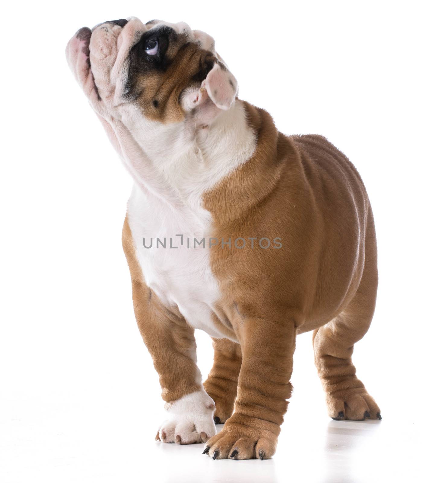puppy standing looking up on white background - bulldog three months old