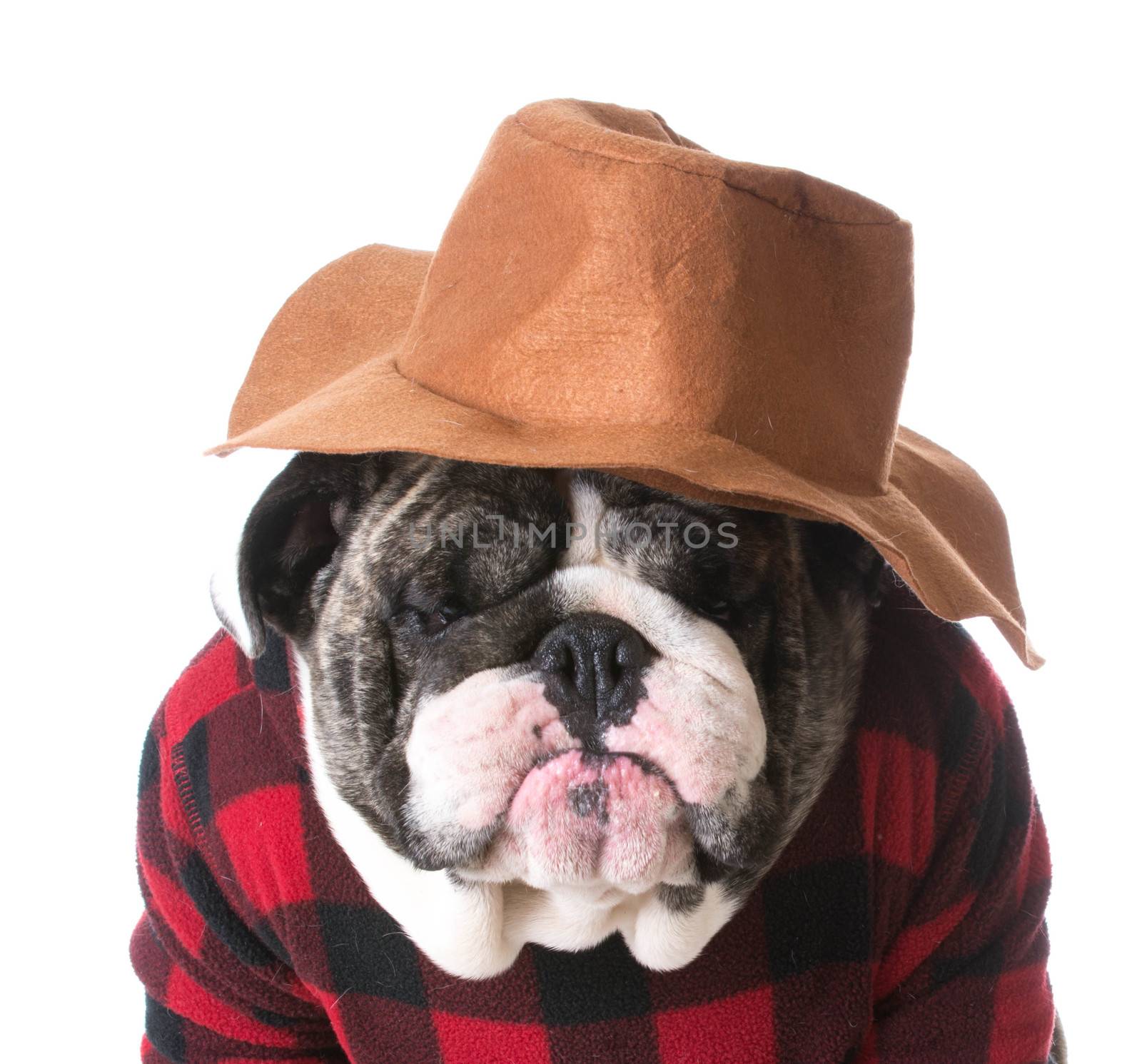 country dog - dog humanized with western hat and sweater - bulldog