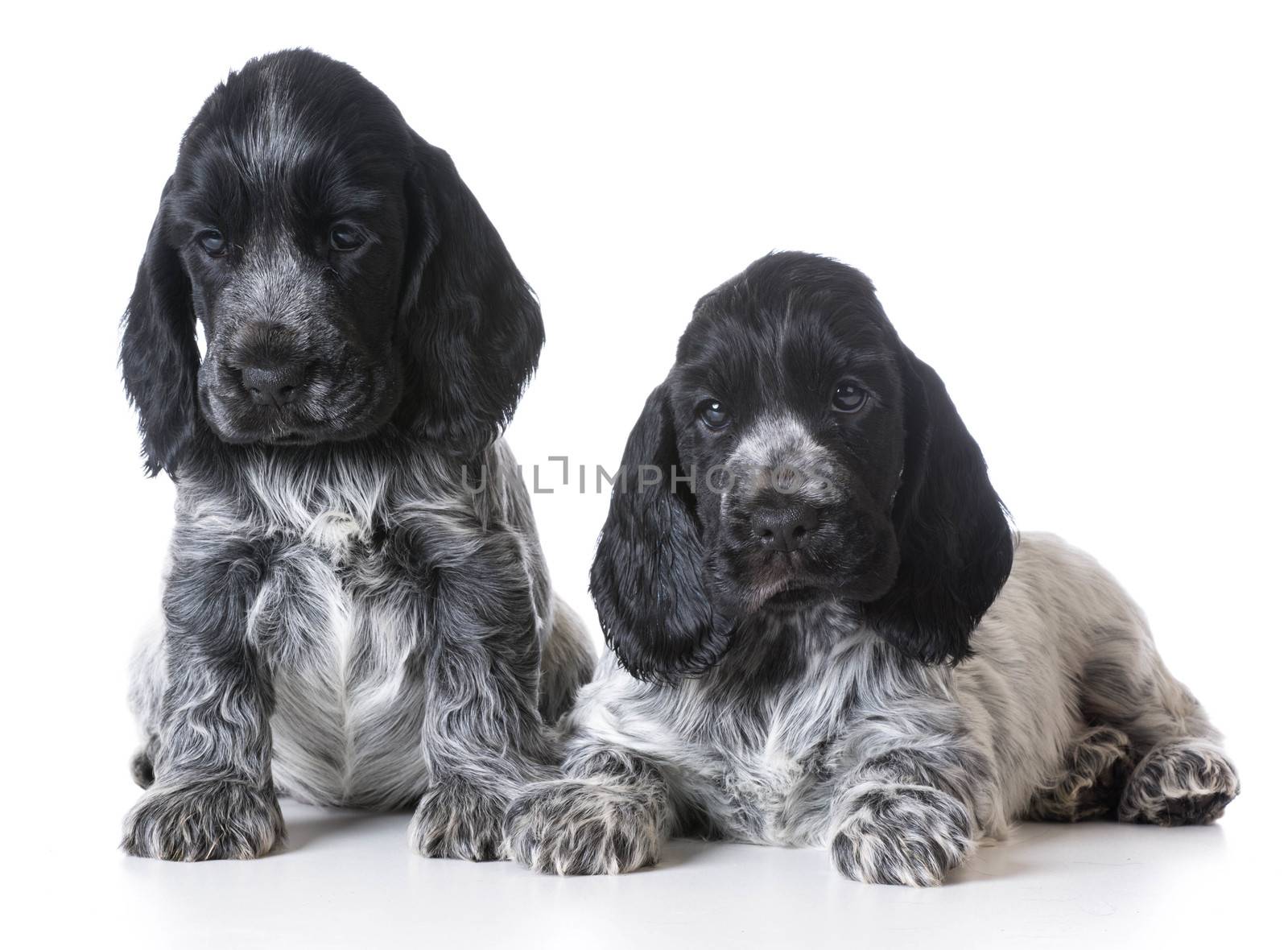 litter of english cocker spaniel puppies - 7 weeks old