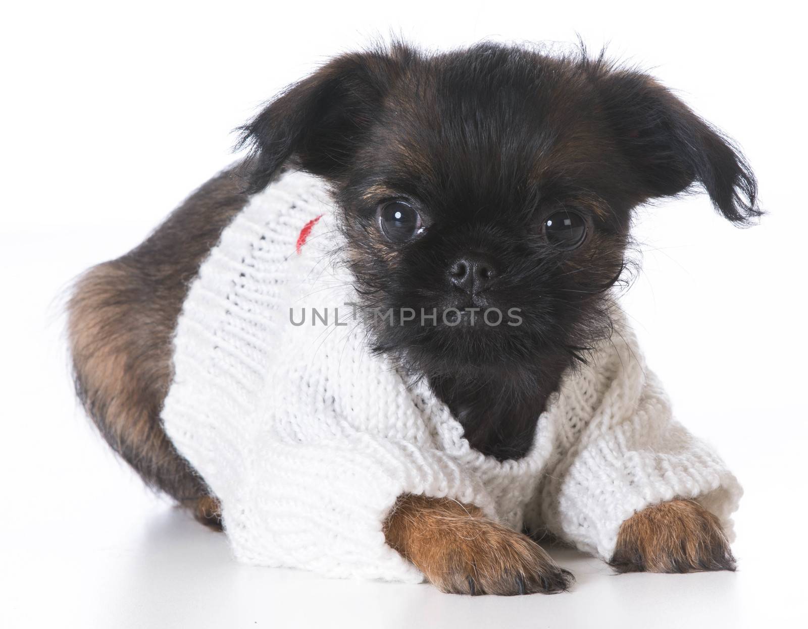 cute puppy - brussels griffon wearing sweater - 8 weeks old