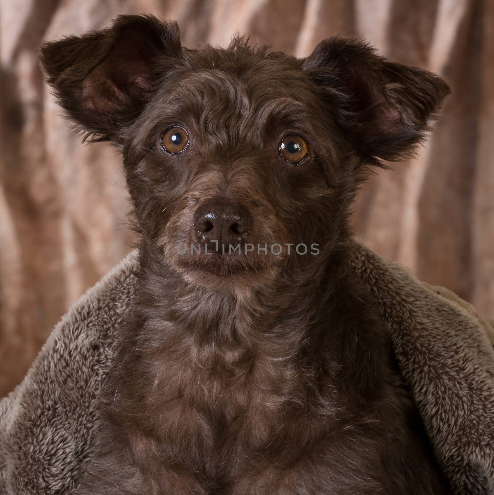 cute portrait of a mixed breed dog