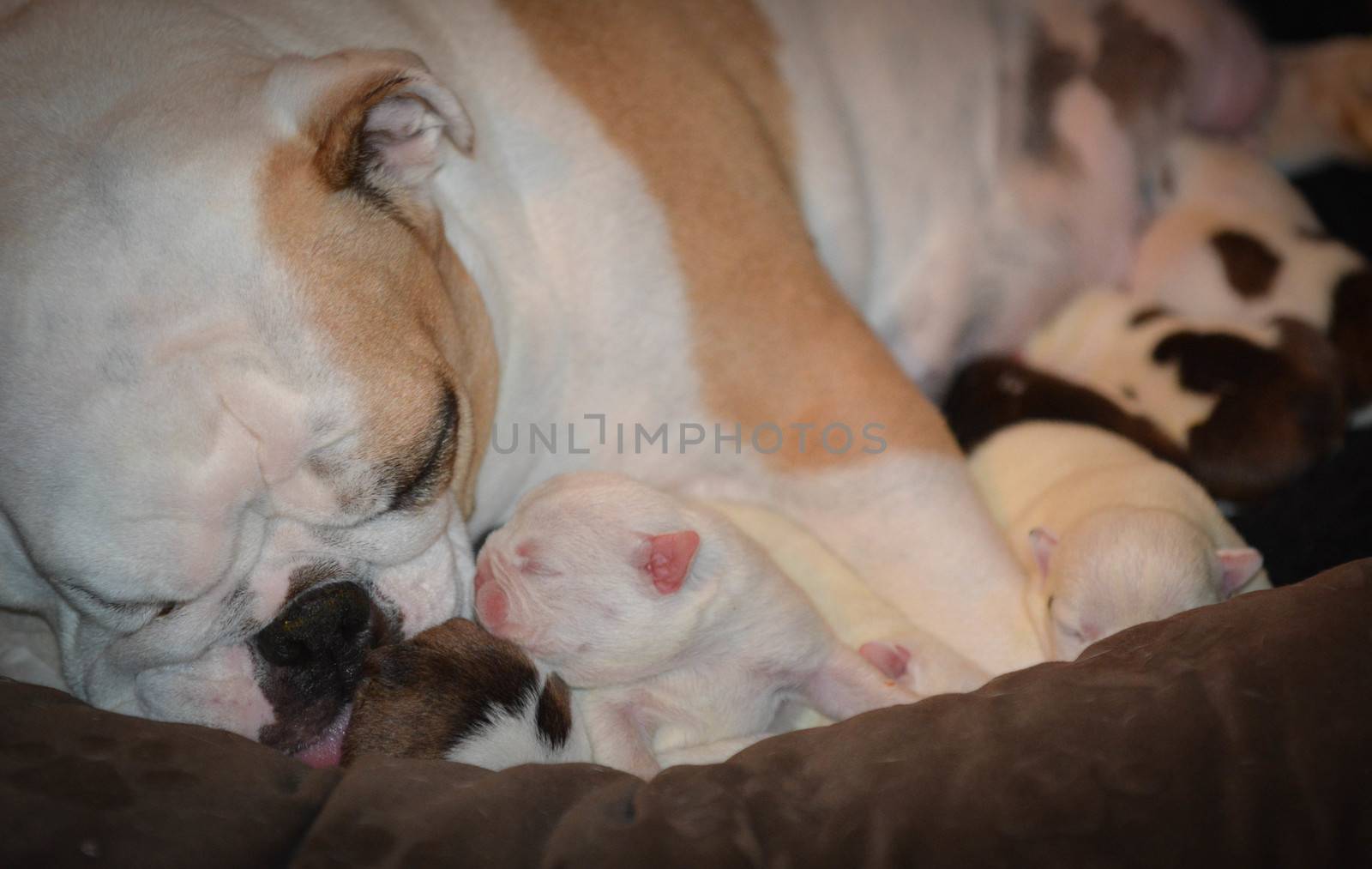 mother dog nursing by willeecole123
