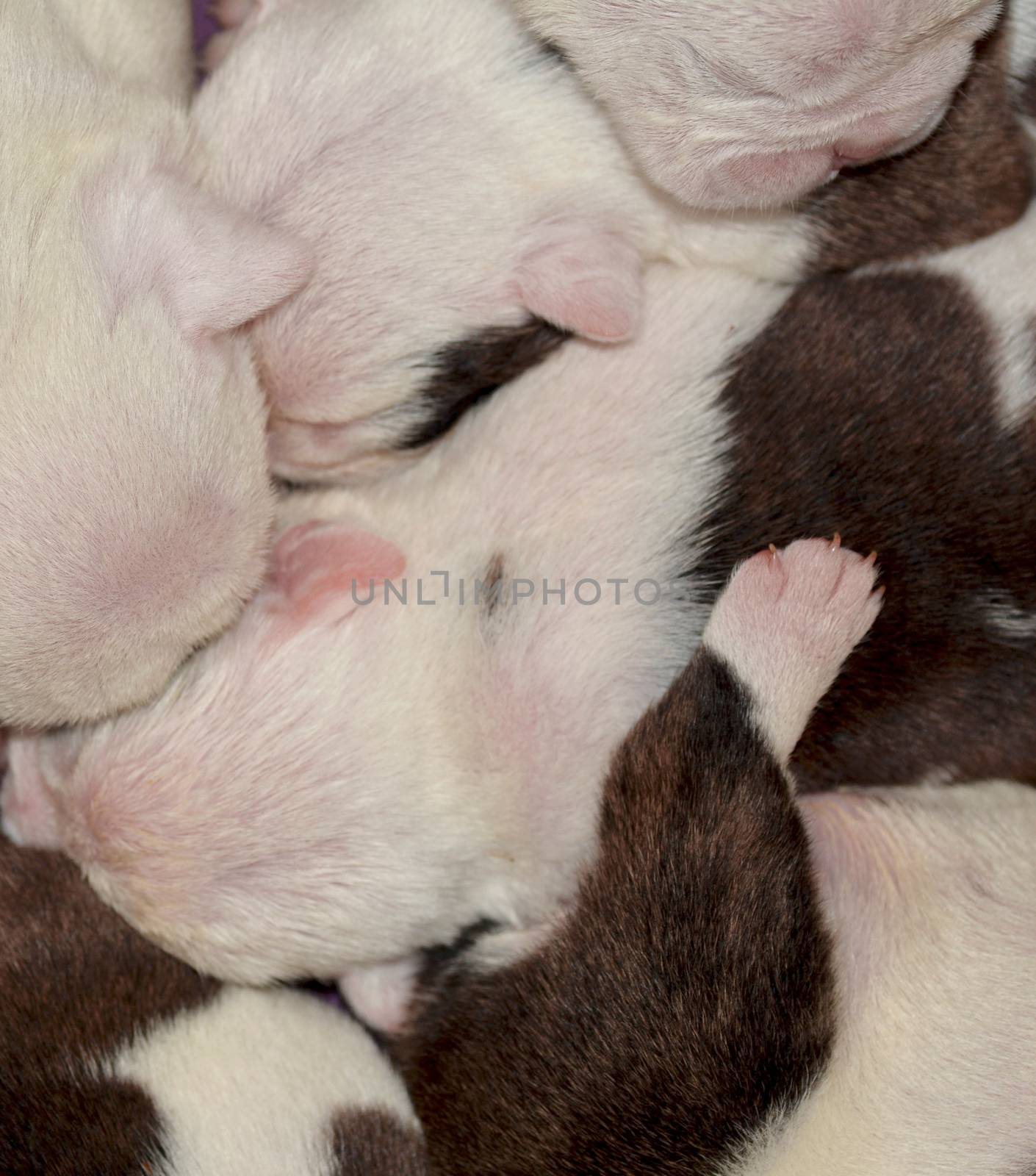 puppy abstract - 2 week old bulldog puppy pile