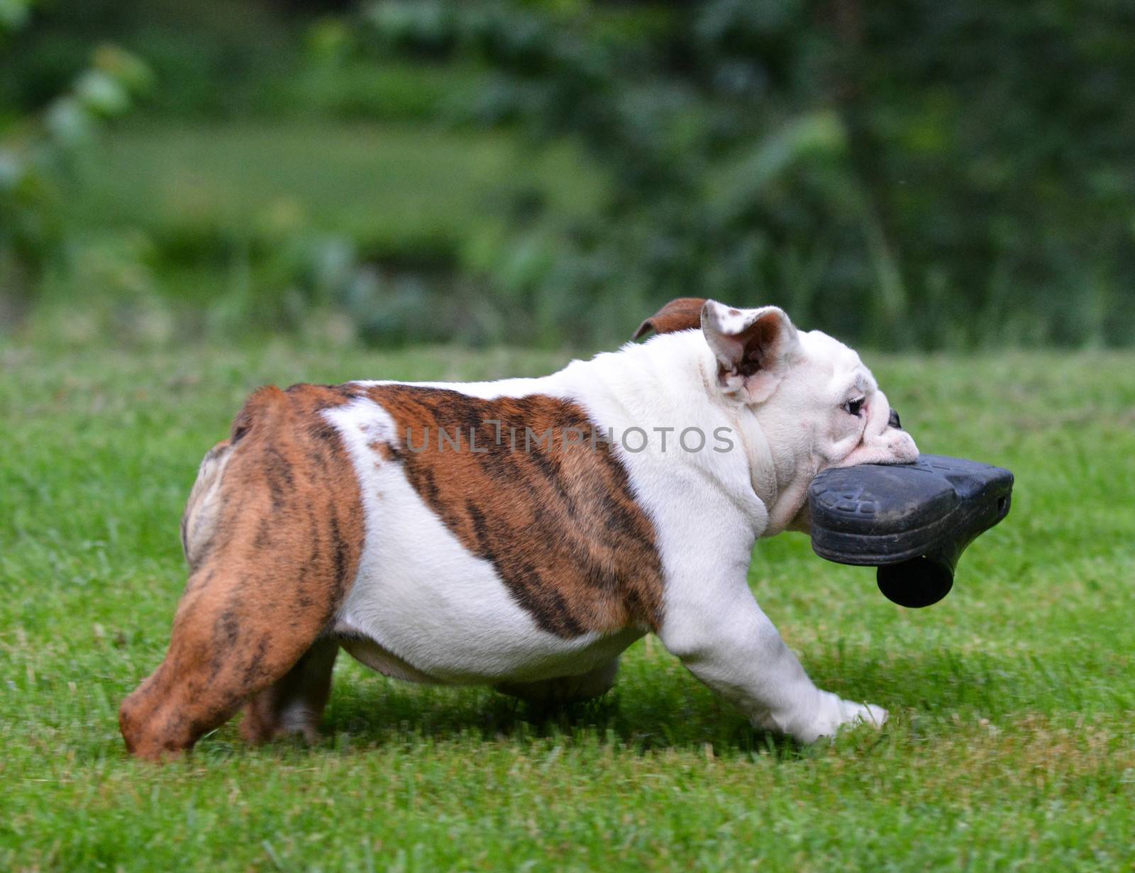 dog stealing shoe by willeecole123