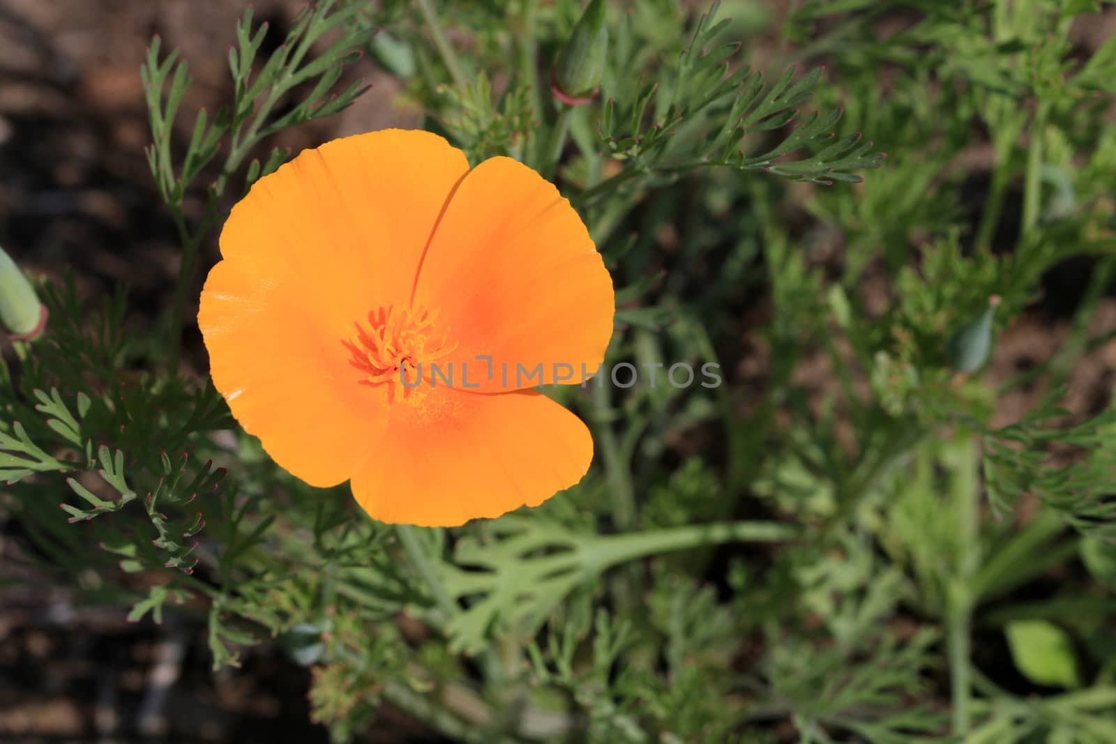 California Poppy Flower in early morning sun