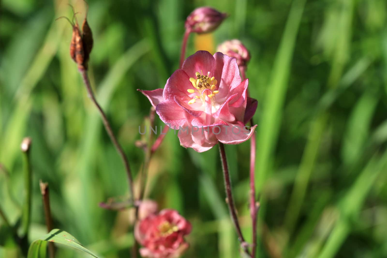 Columbine Flower turned over in morning sun