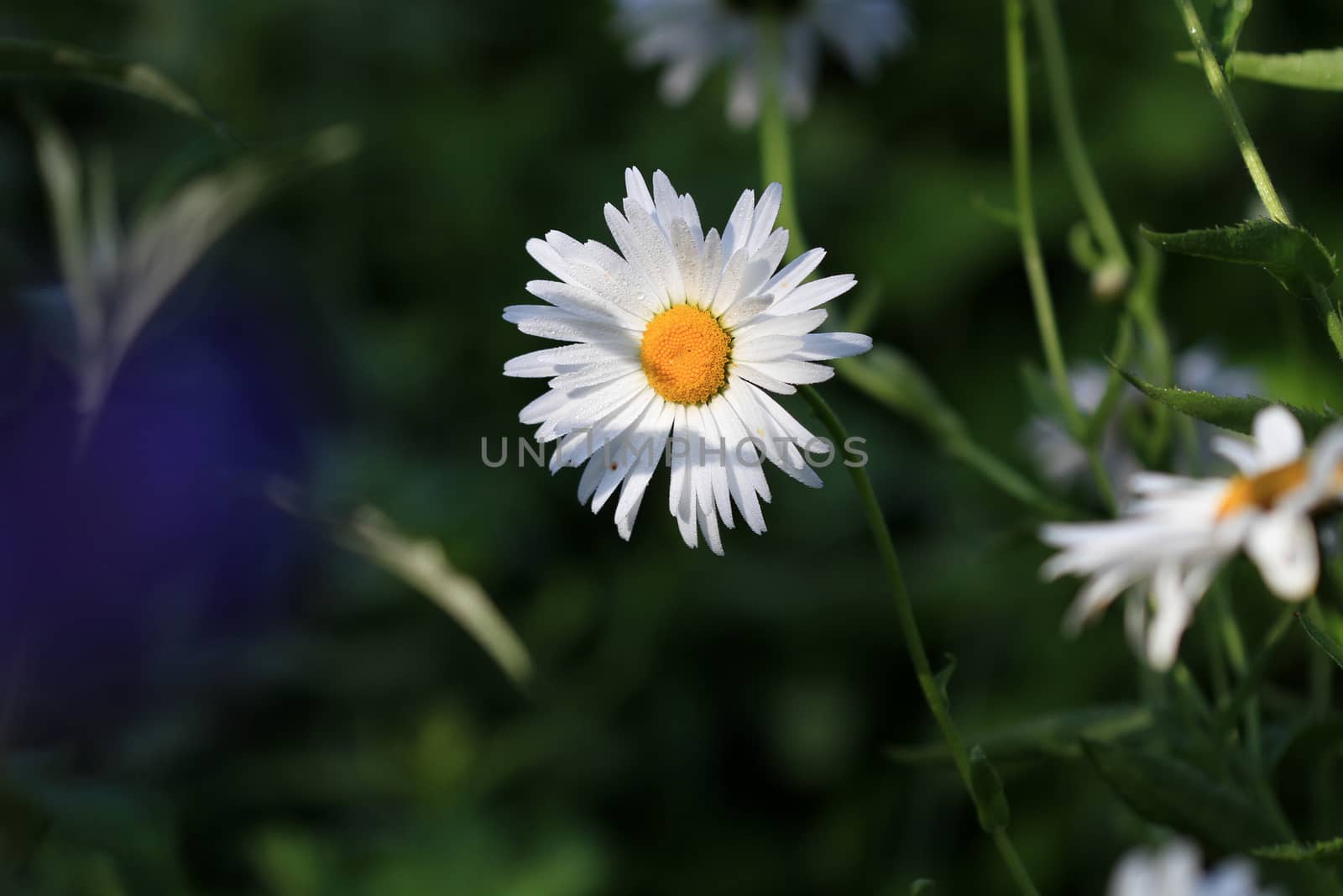 Daisy Flower in early morning light with dew drops