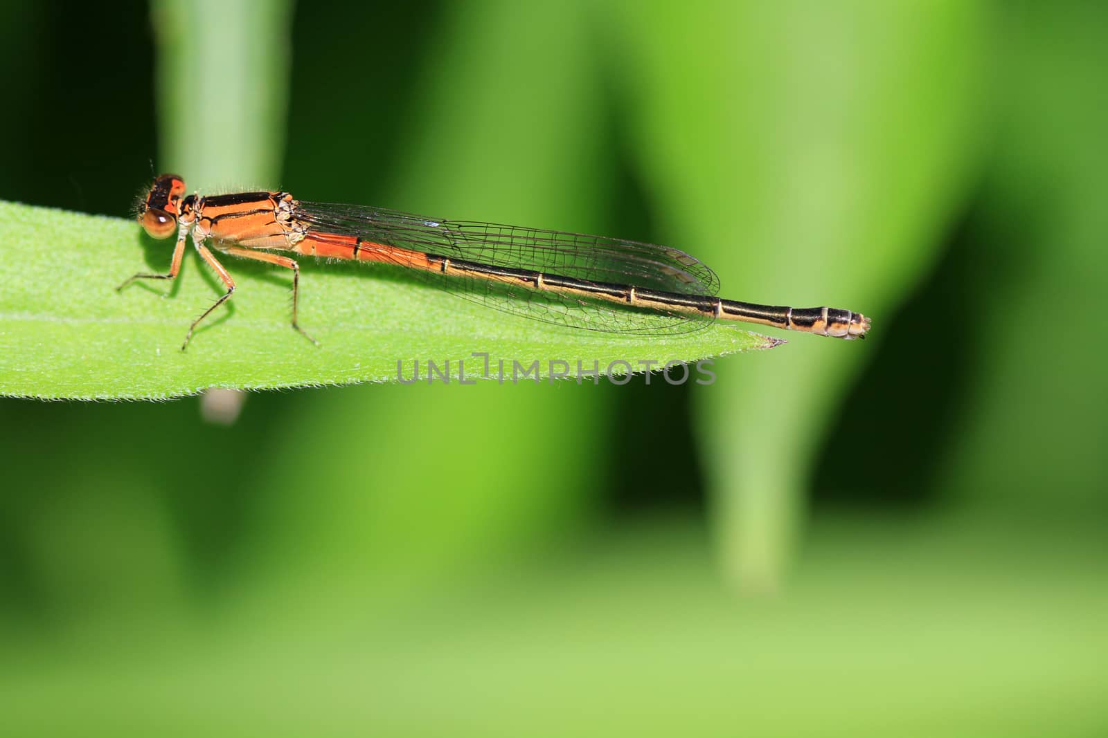 Eastern Fork-tail Damselfly female on leaf in morning light