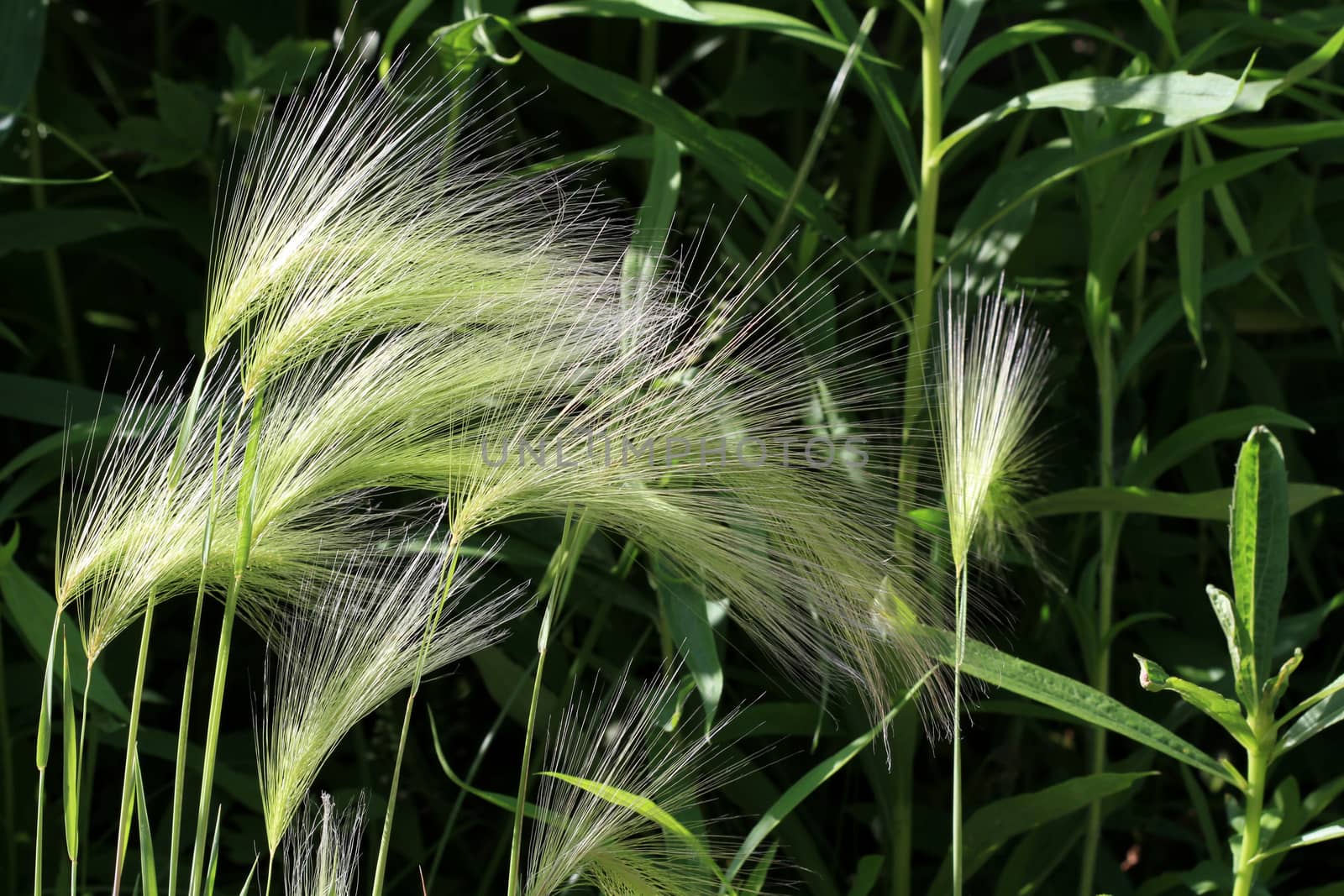 Foxtail Grass in early morning sun green background