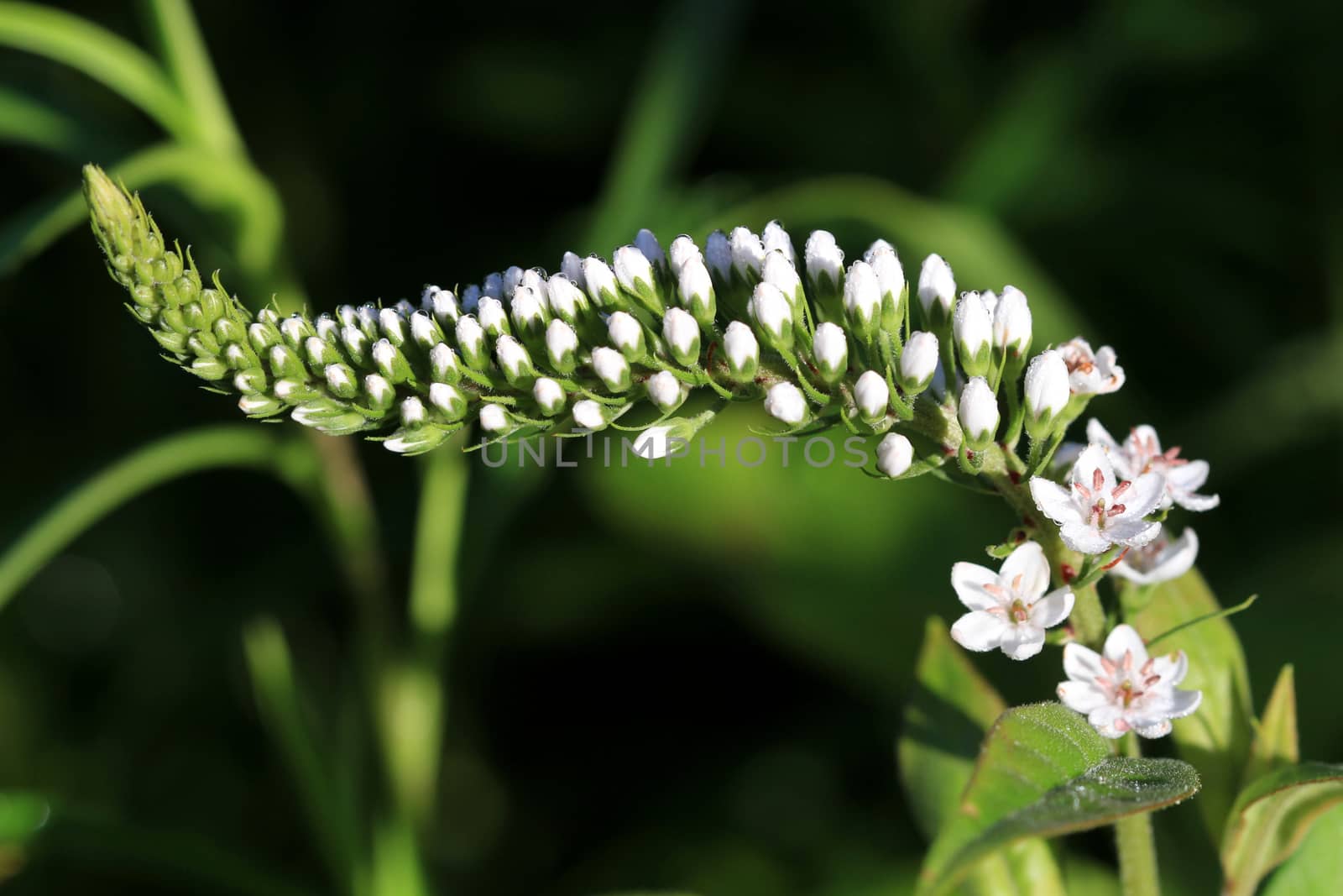 Goose Neck flower in early morning light