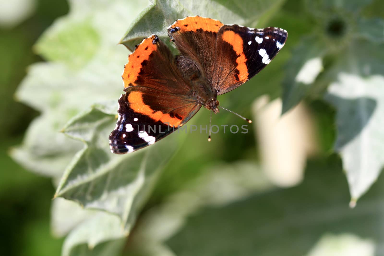 Red Admiral Butterfly warming on leaf in morning sun