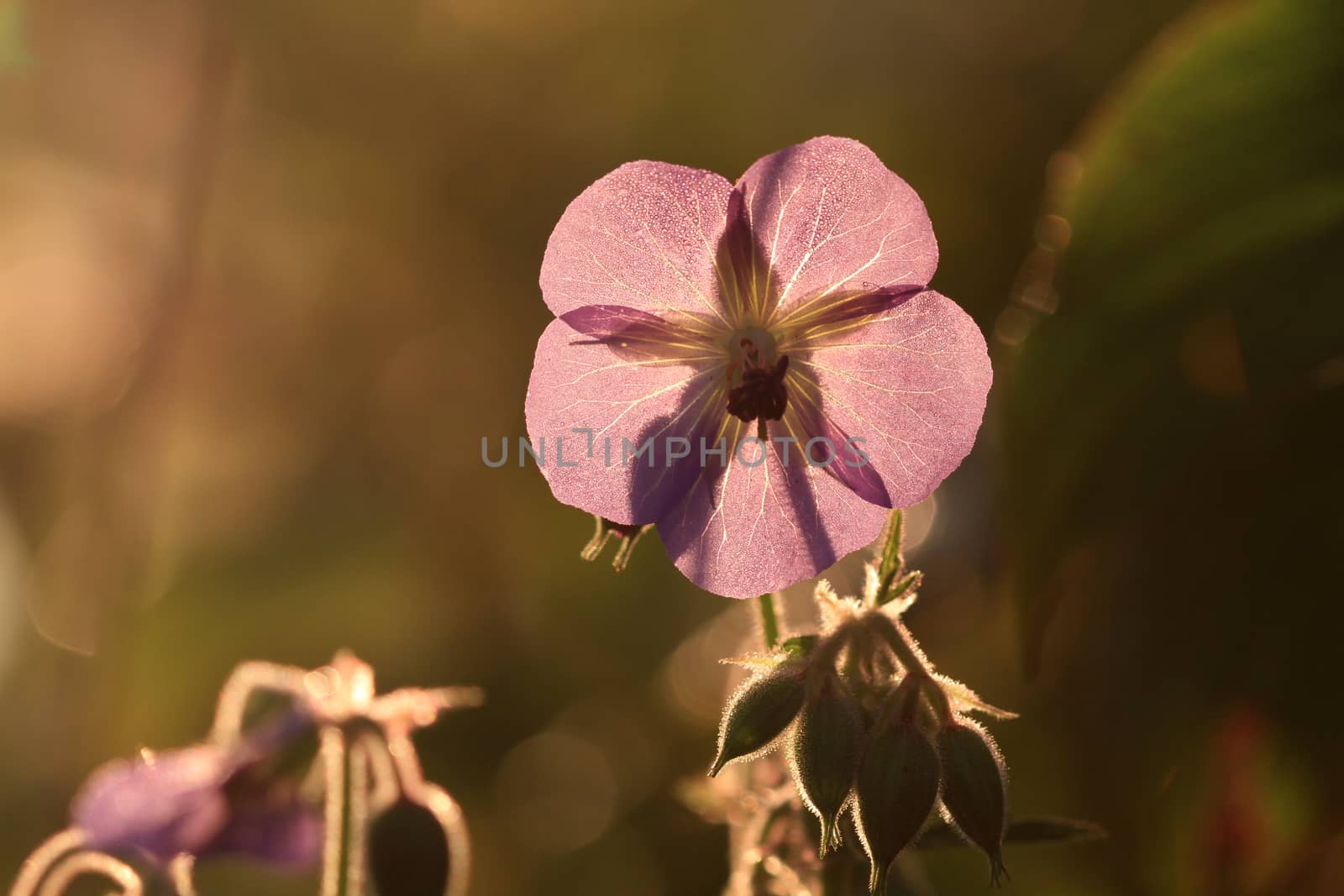 Wild Geranium flower back lite by early morning sun