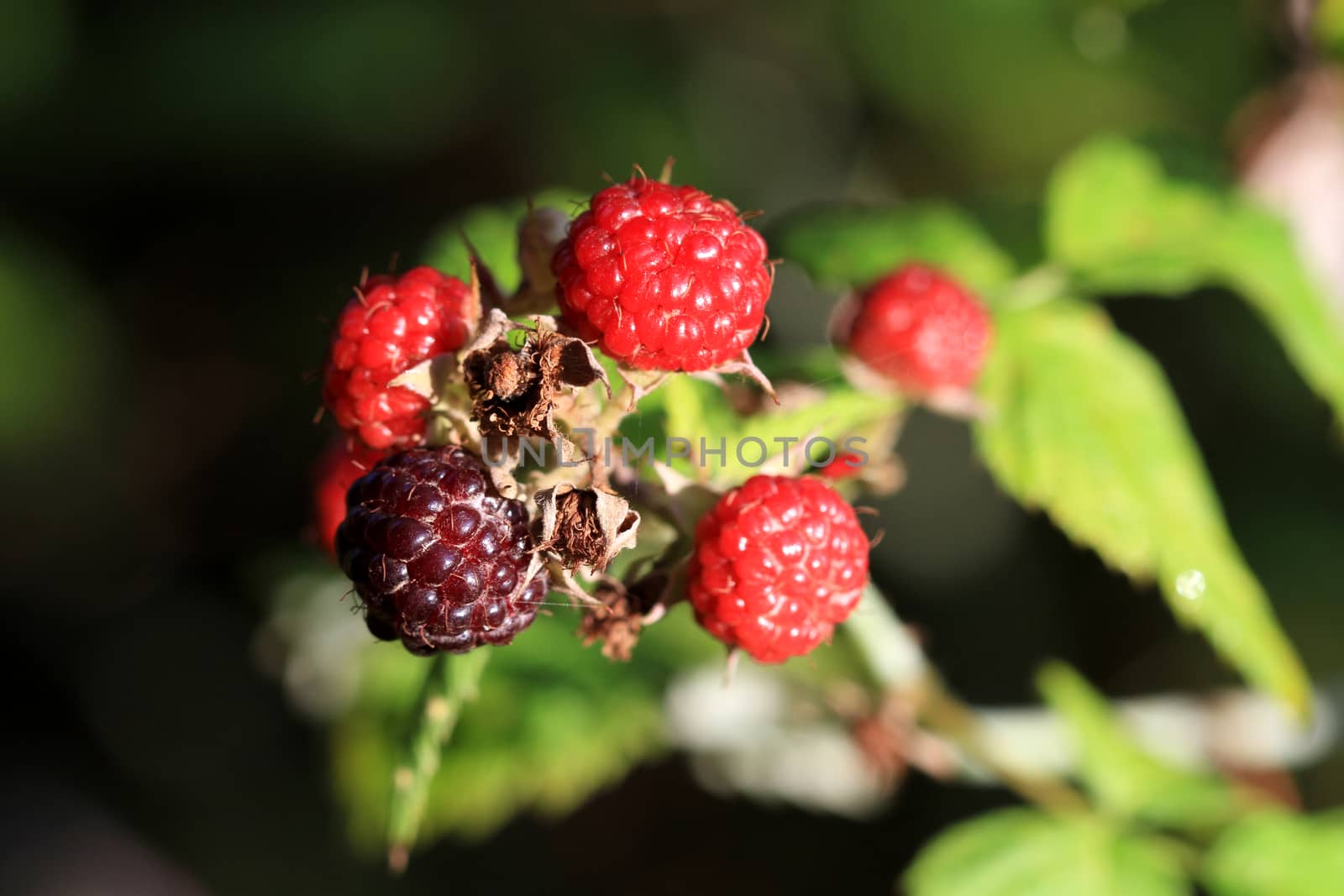 Wild Raspberry in early morning light close-up