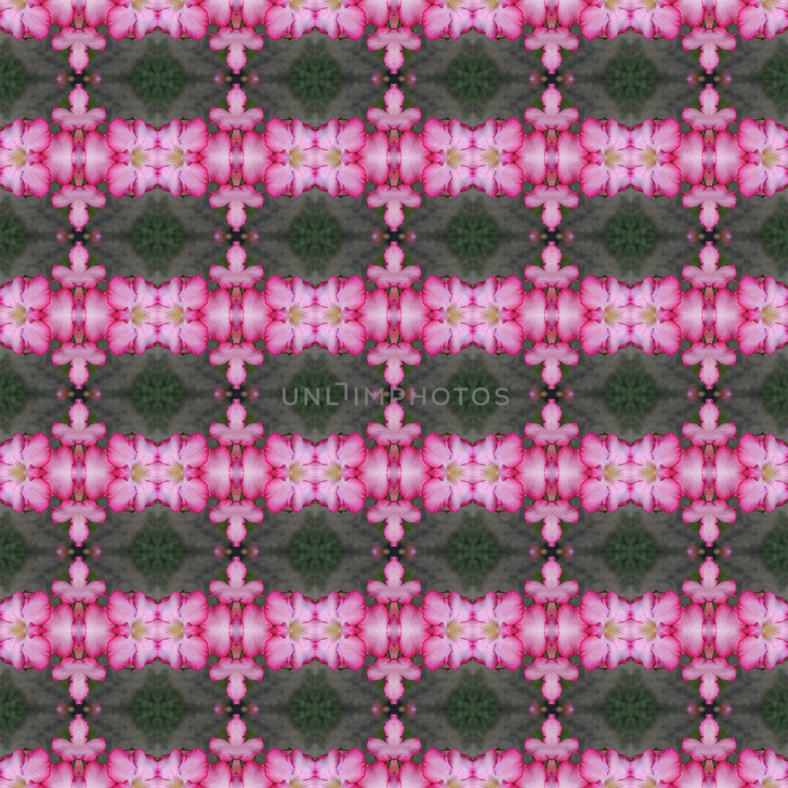 Pink Adenium flowers, blooming into a bouquet, looking fresh seamless use as pattern and wallpaper.