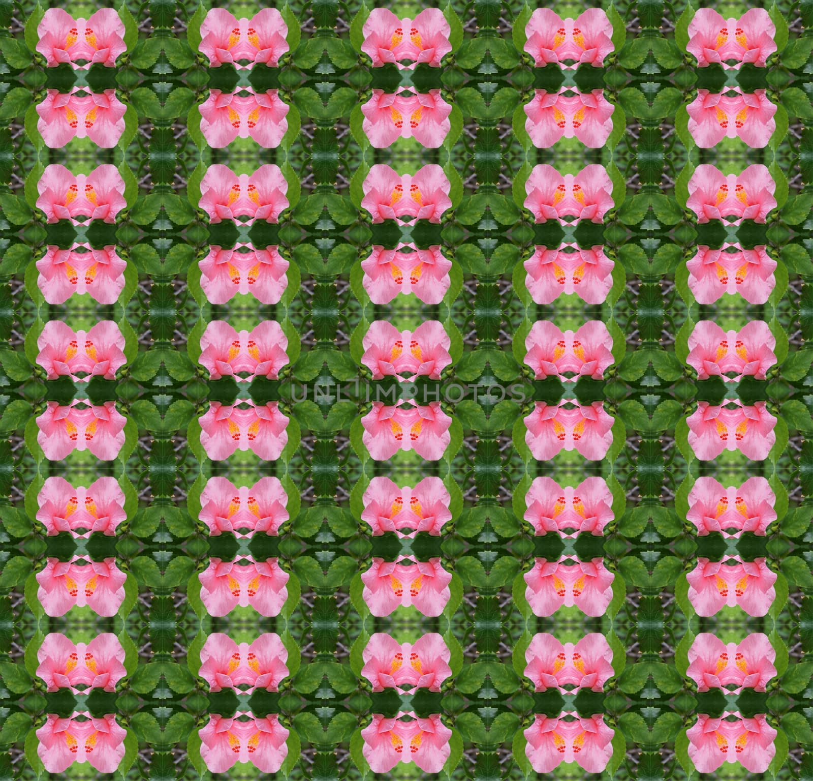 Pink hibiscus flower full bloom on the trees seamless use as pattern and wallpaper.