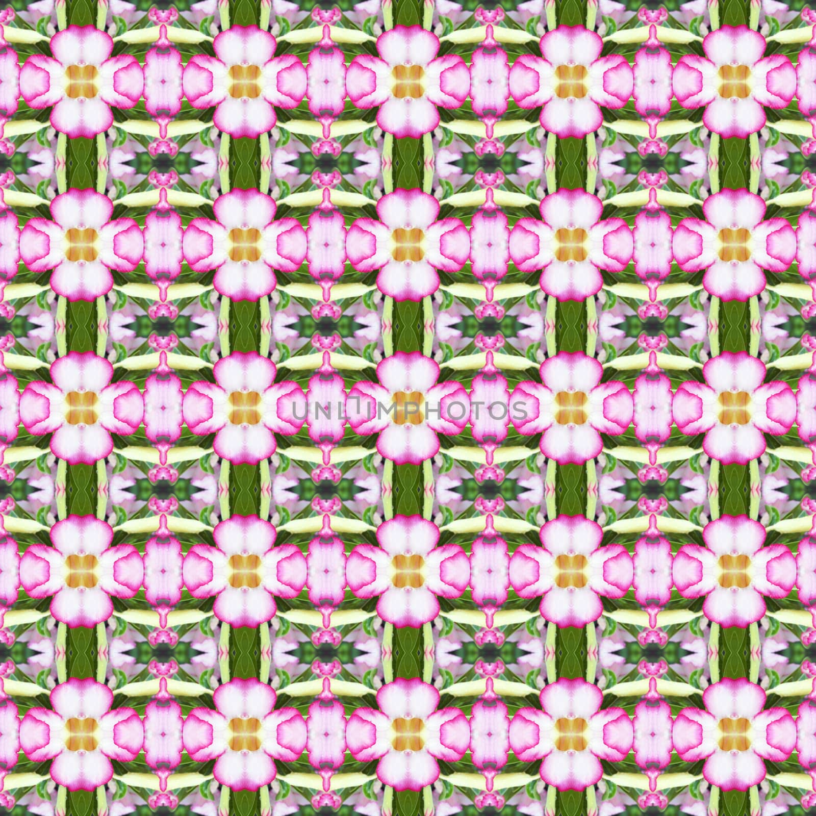 Pink Adenium flowers, blooming into a bouquet. Flowers looking fresh seamless use as pattern and wallpaper.