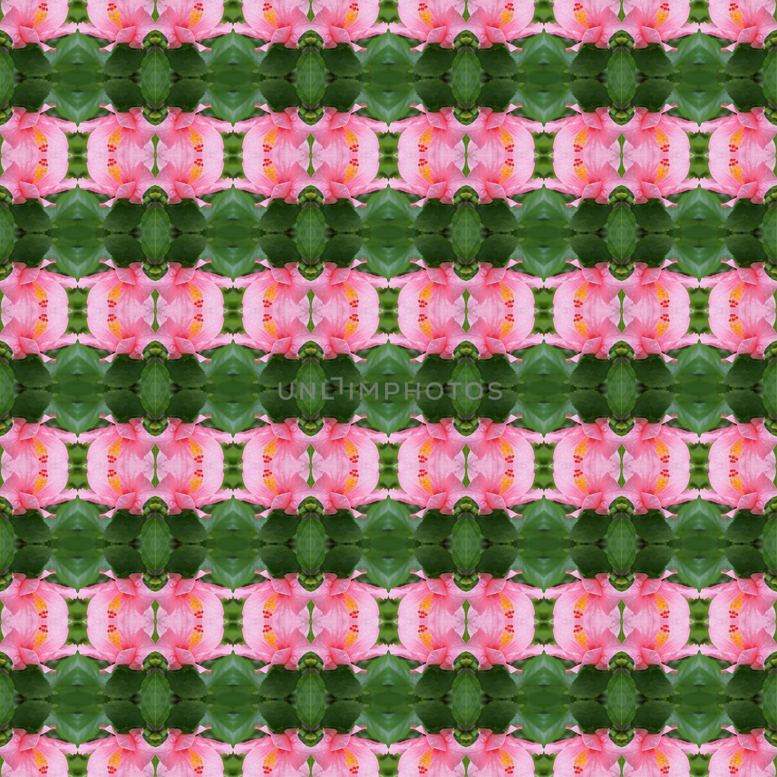 Pink hibiscus flower full bloom on the trees seamless use as pattern and wallpaper.