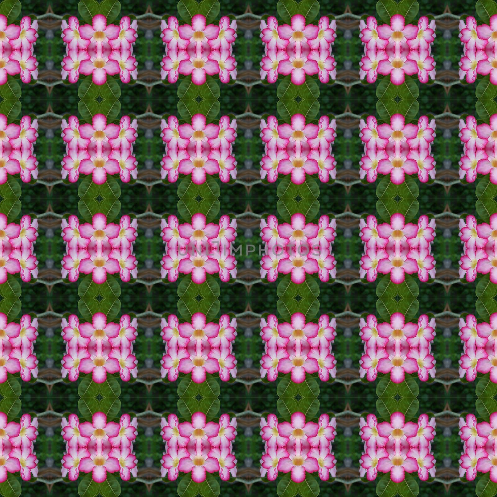 Pink Adenium flowers, blooming into a bouquet. Flowers looking fresh seamless use as pattern and wallpaper.