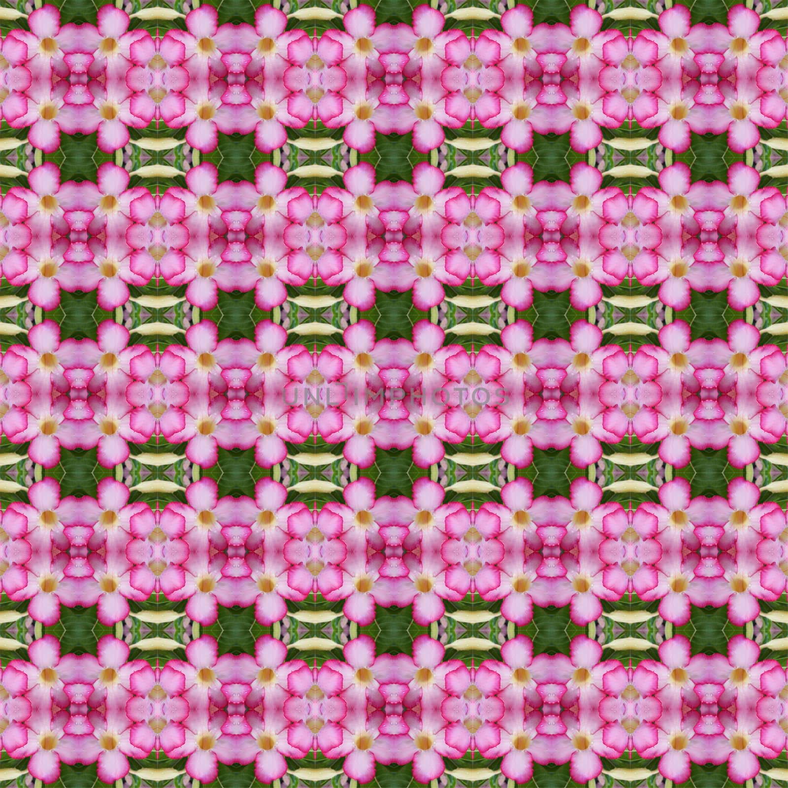 Pink Adenium flowers, blooming into a bouquet. Flowers looking fresh seamless use as pattern and wallpaper.