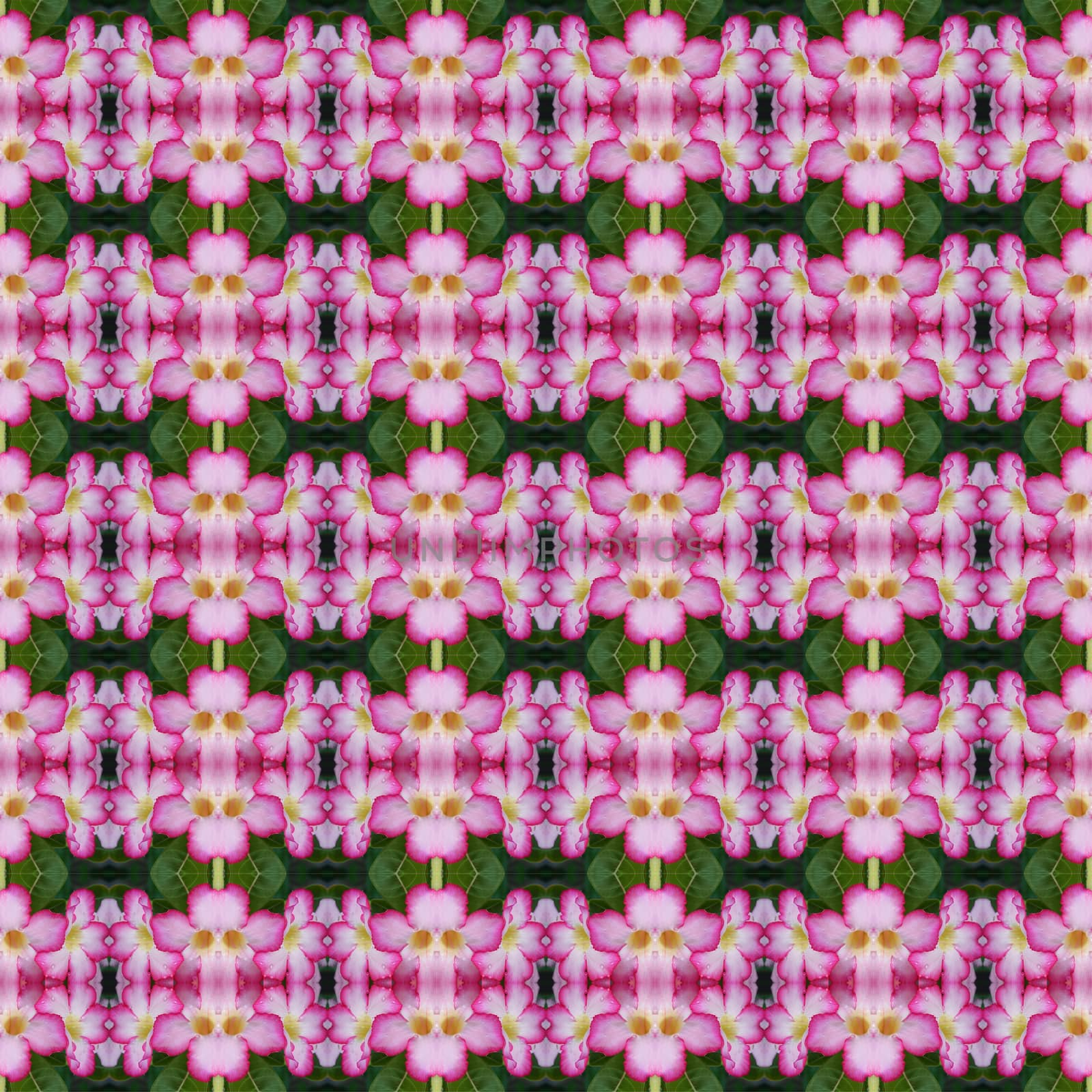 
Pink Adenium flowers, blooming into a bouquet. Flowers looking fresh seamless use as pattern and wallpaper.