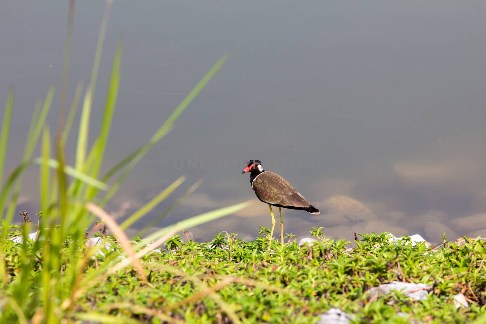 Red-wattled Lapwing bird (Vanellus indicus)