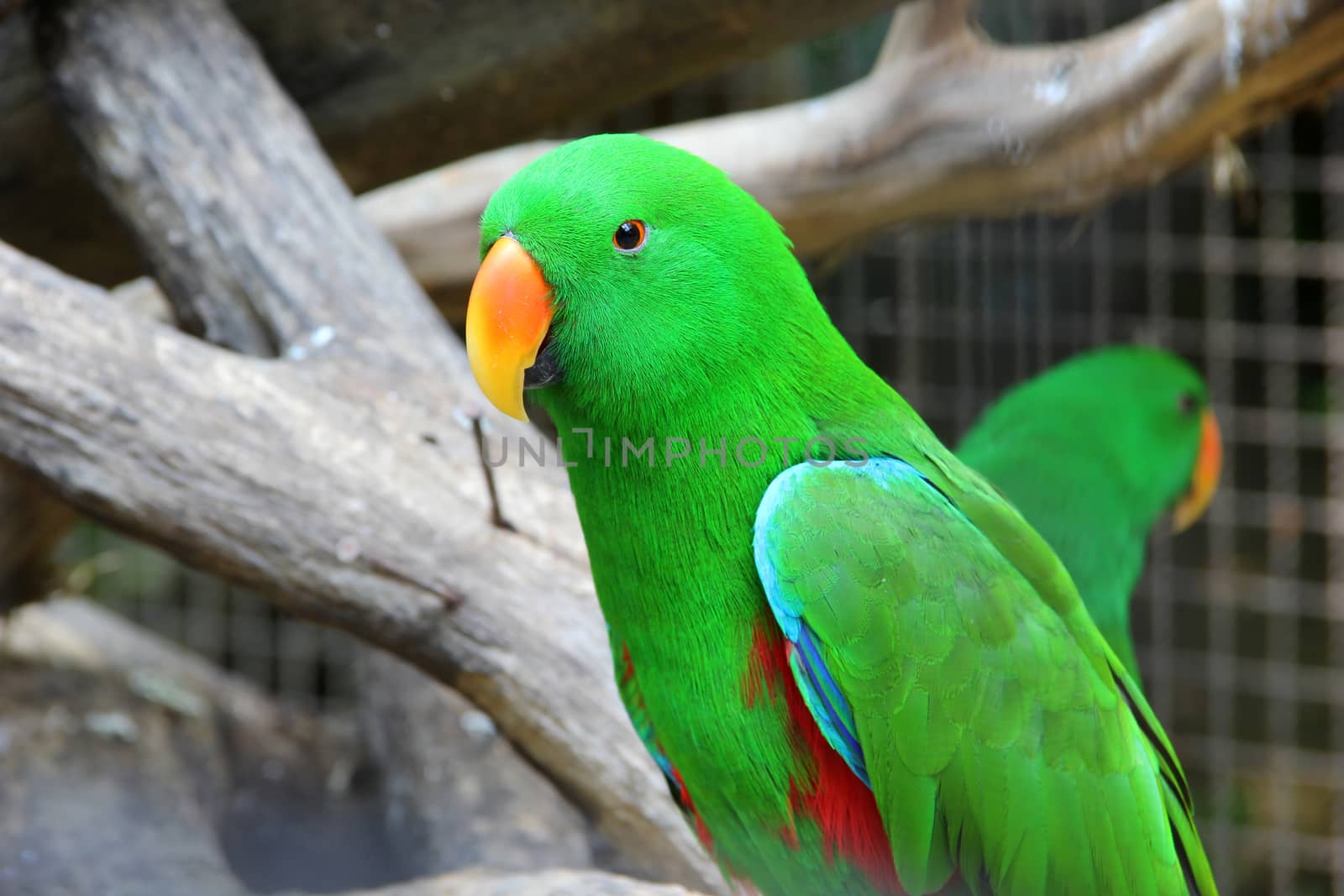 Green eclectus parrot by liewluck