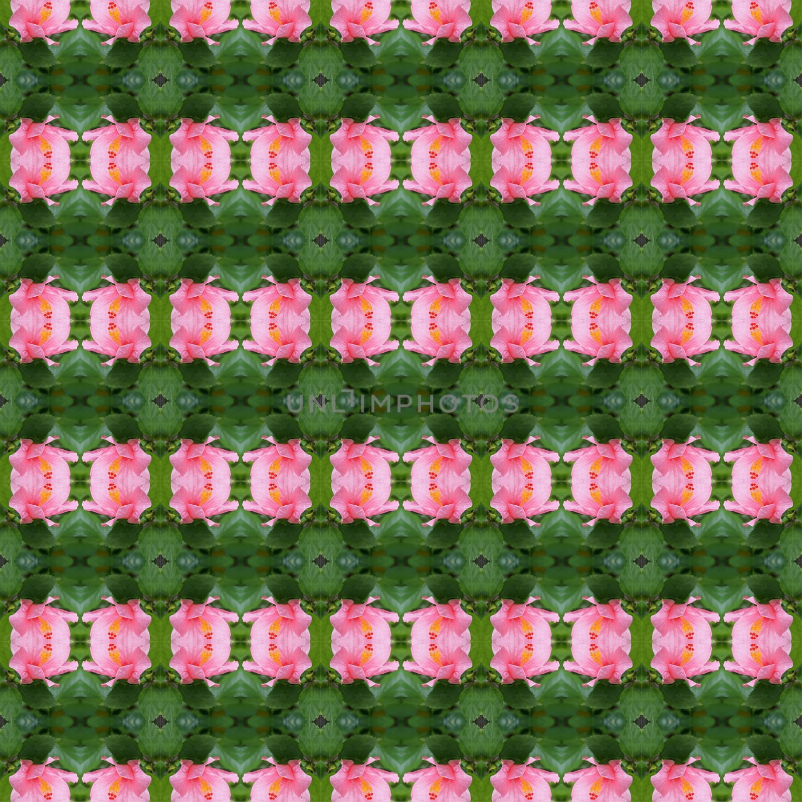 Pink hibiscus flower full bloom on the trees seamless use as pattern and wallpaper.