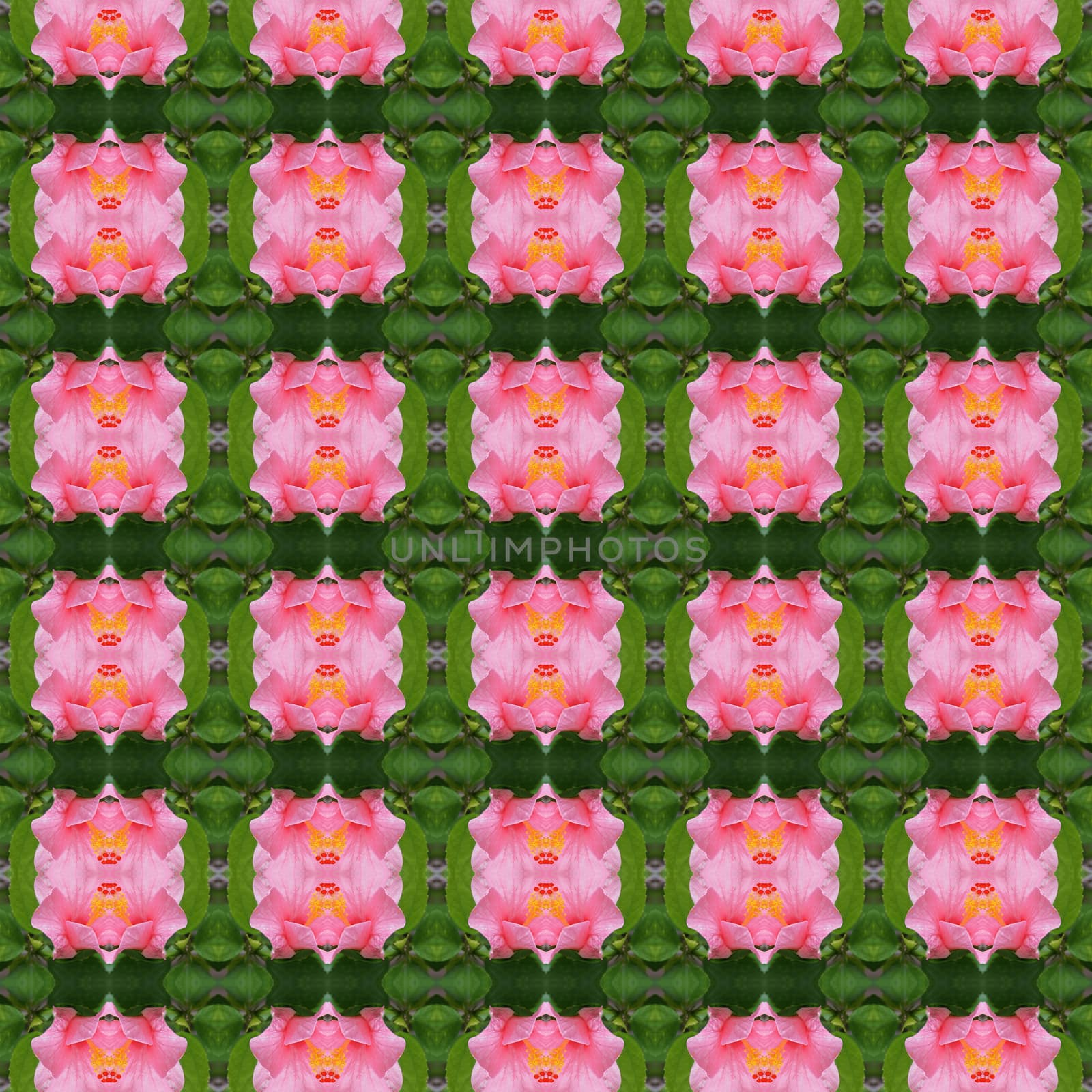 Pink hibiscus flower full bloom on the trees seamless use as pattern and wallpaper.