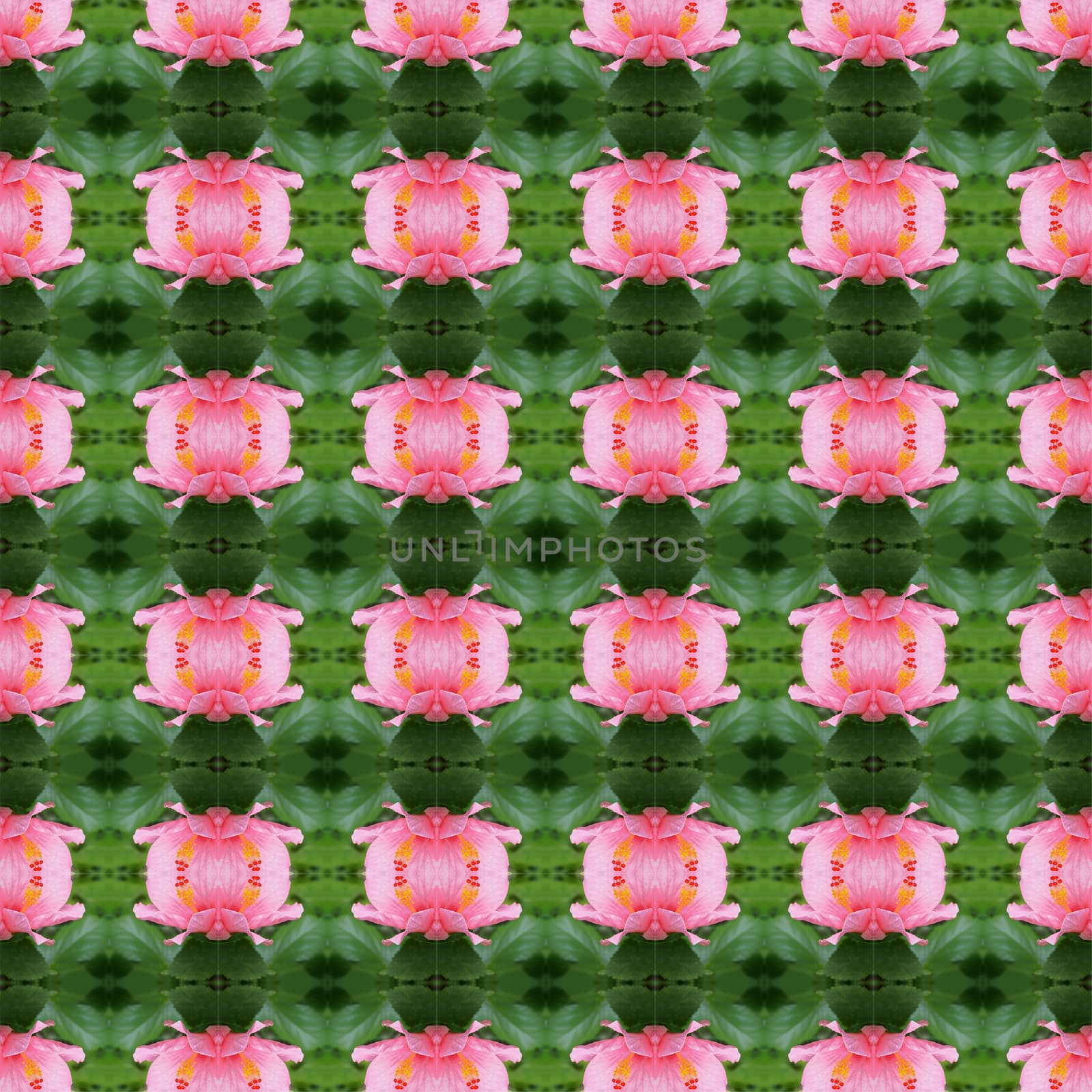 Pink hibiscus flower full bloom on the trees seamless use as pattern and wallpaper.