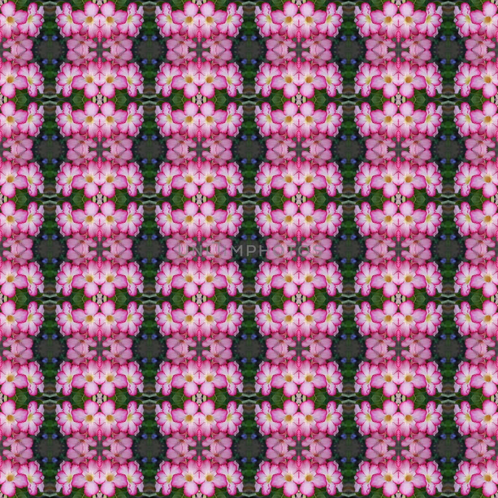 Pink Adenium flowers, blooming into a bouquet. Flowers looking fresh seamless use as pattern and wallpaper.