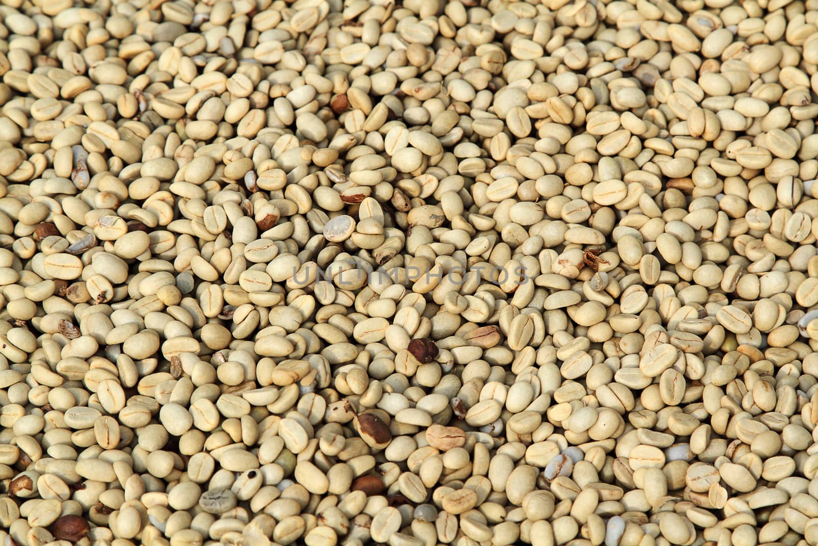 Background texture coffee beans are dried before roasting