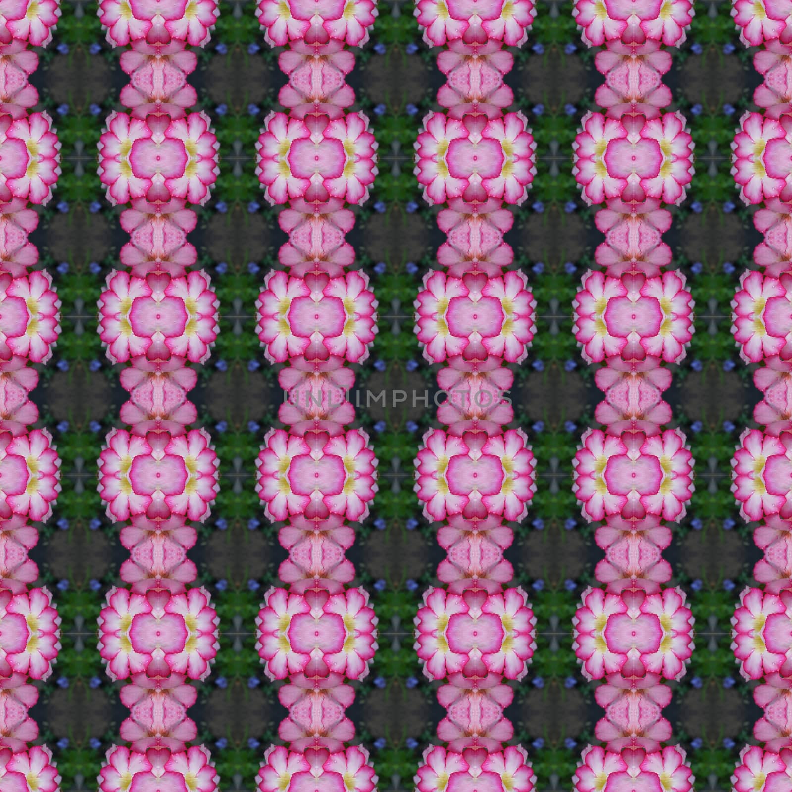 
Pink Adenium flowers, blooming into a bouquet. Flowers looking fresh seamless use as pattern and wallpaper.