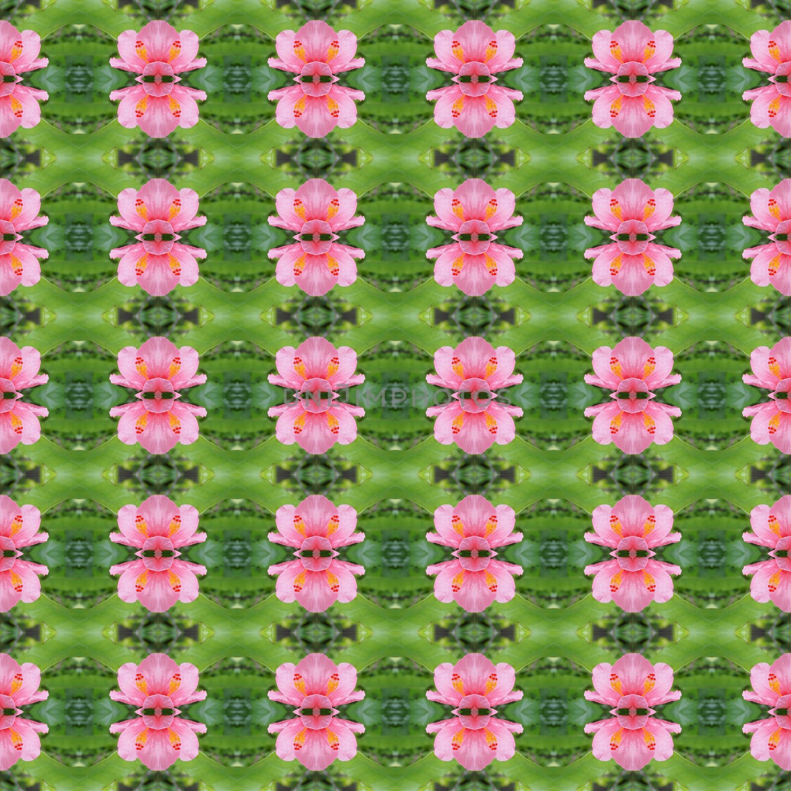 Pink hibiscus flower full bloom on the trees seamless use as pattern and wallpaper.